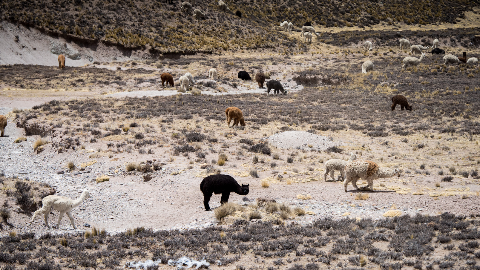 Au pied des volcans se trouve la réserve naturelle de lamas de Salinas y Aguada Blanca.
