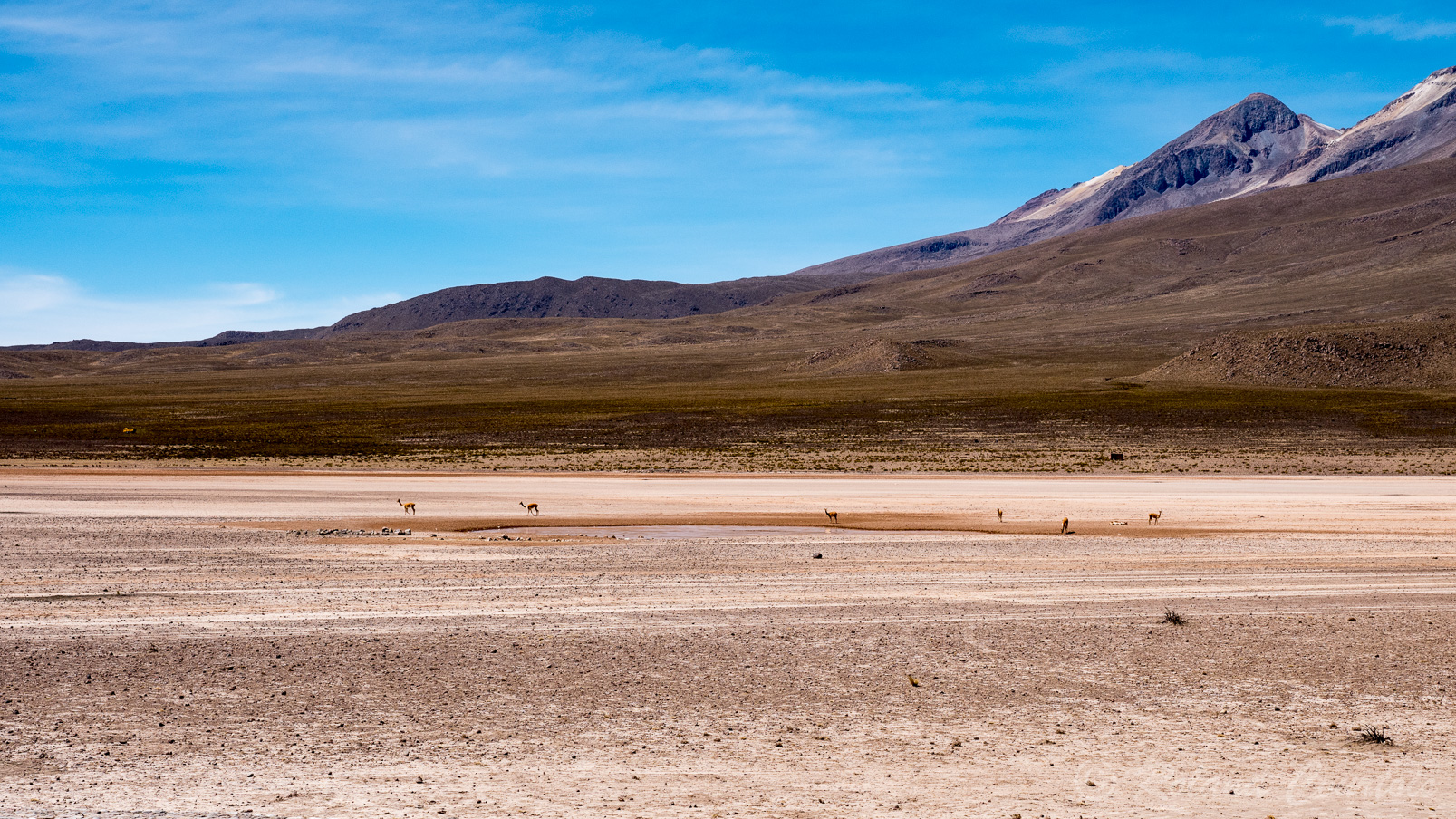 Au pied des volcans se trouve la réserve naturelle de vigognes de Salinas y Aguada Blanca.