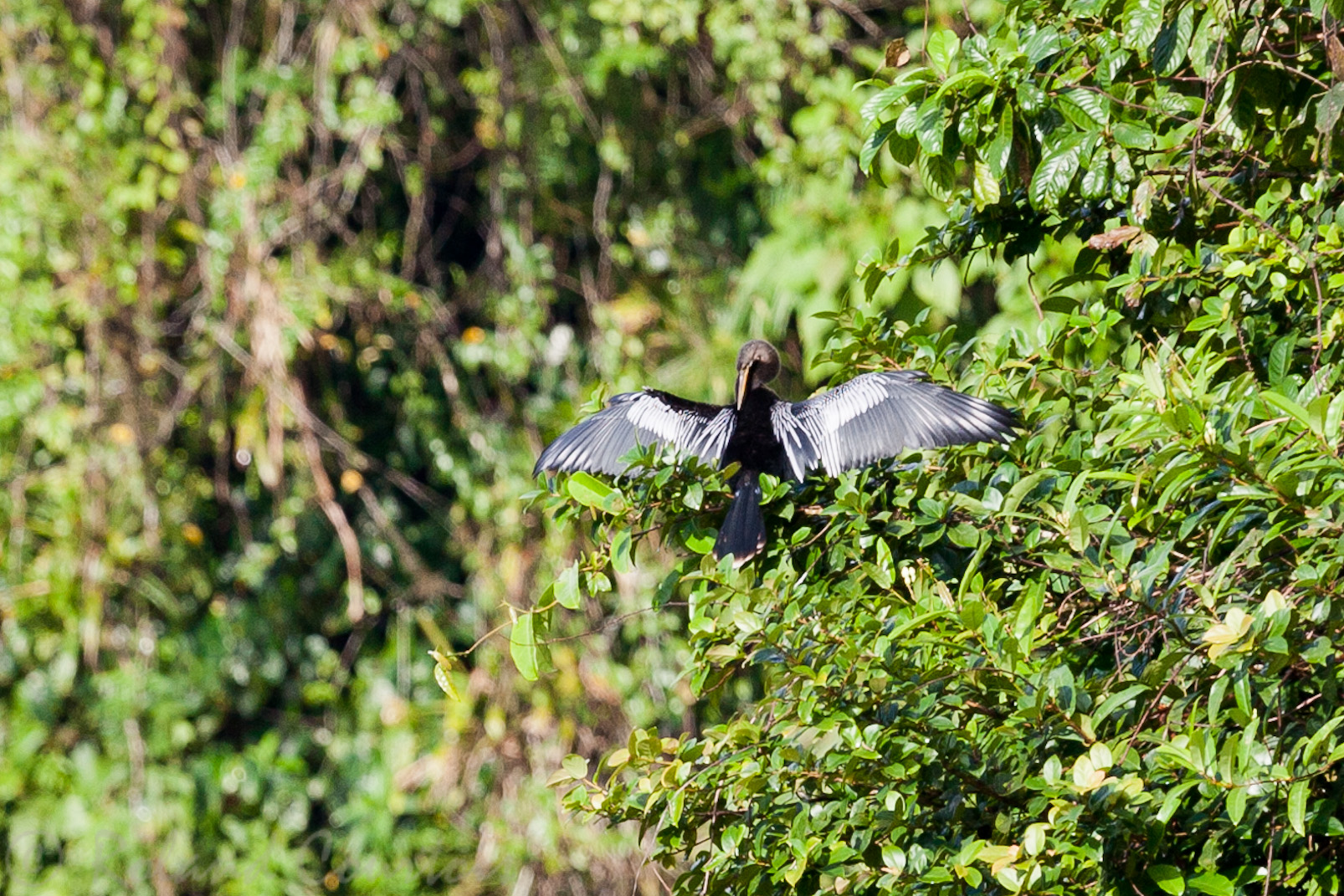 Anhinga noir séchant ses ailes (volcan Arenal).