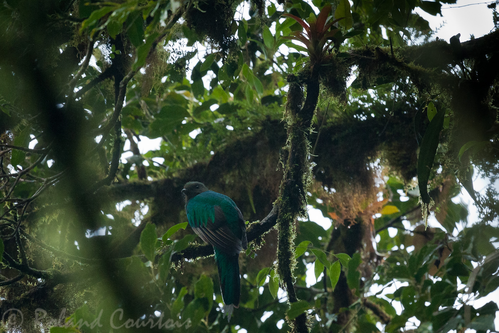Quetzal resplendissant (juvénile) à Monteverde.