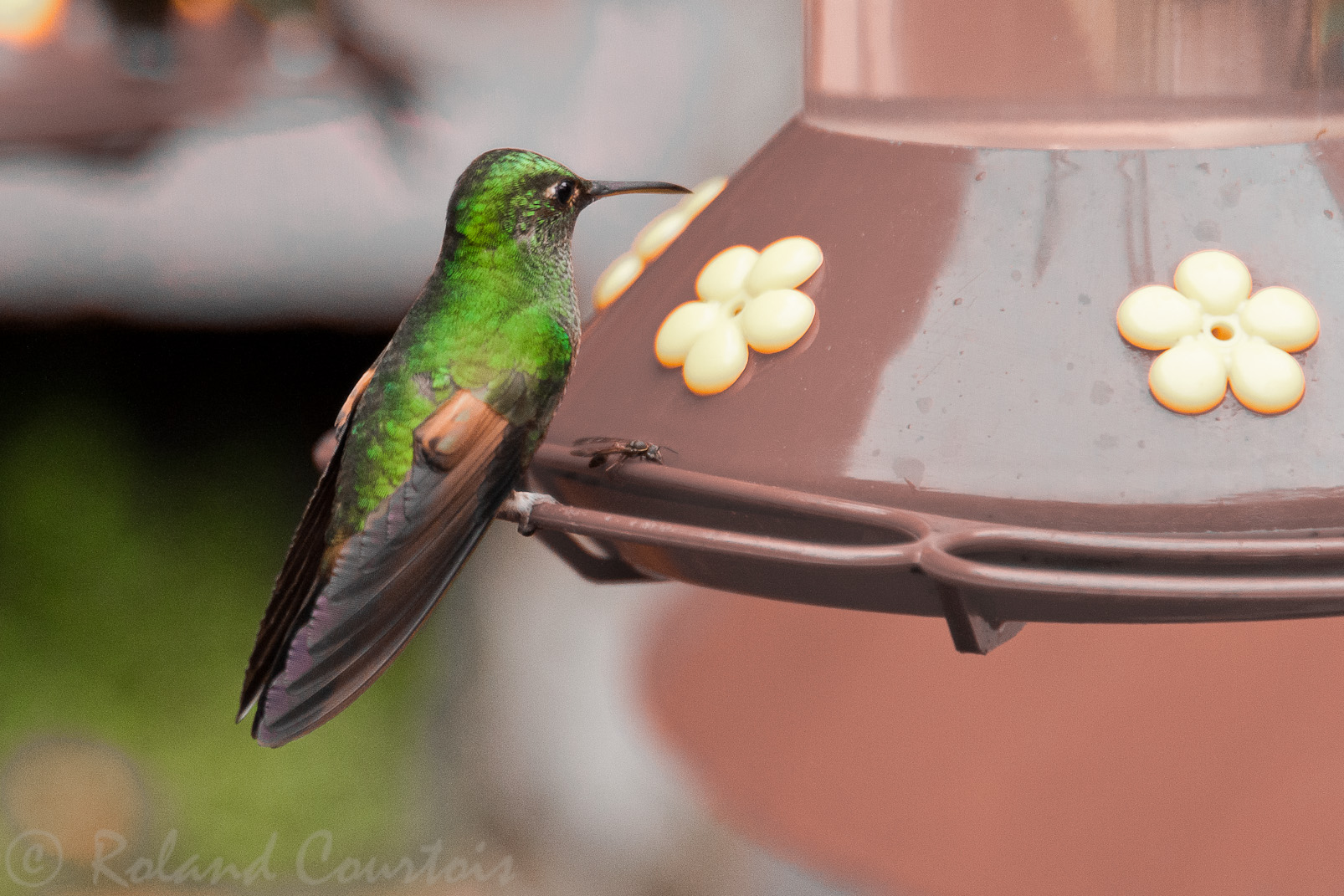 Colibri à queue bronzée à Monteverde.