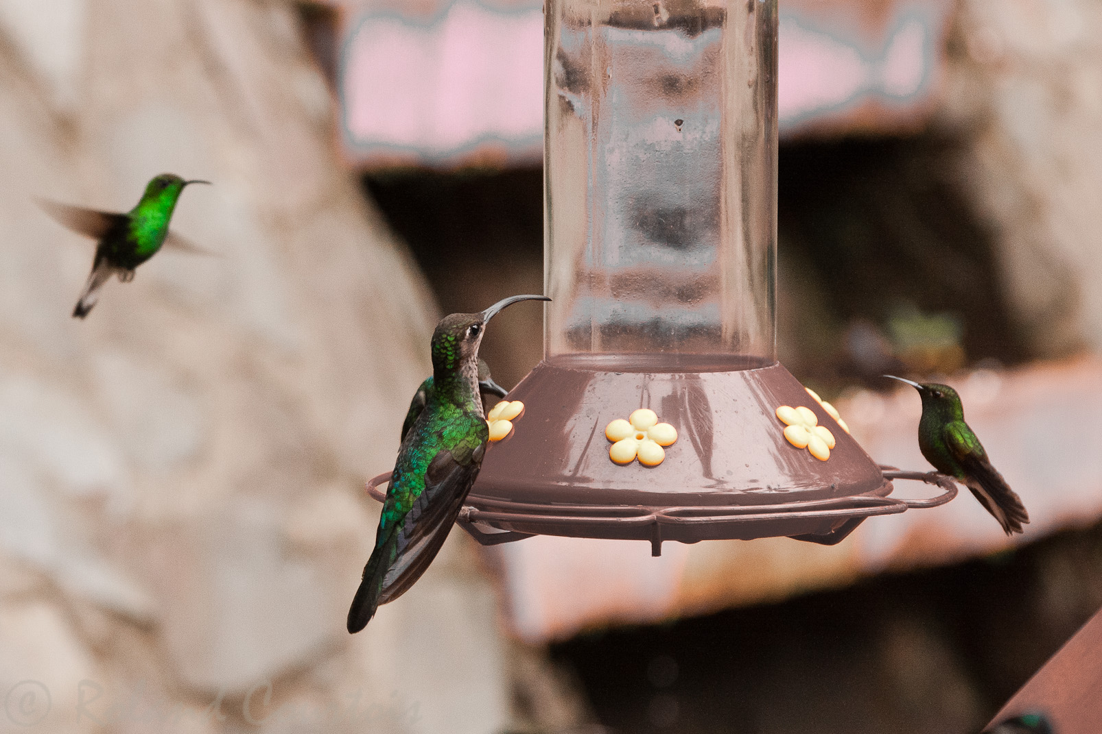 Colibri Ermite de Guy à Monteverde.