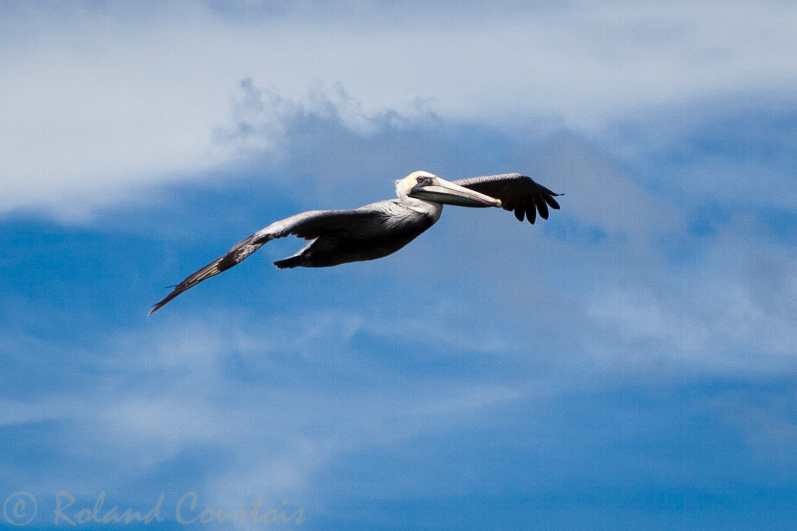 Pélican blanc pendant la traversée du golfe de Nicoya.
