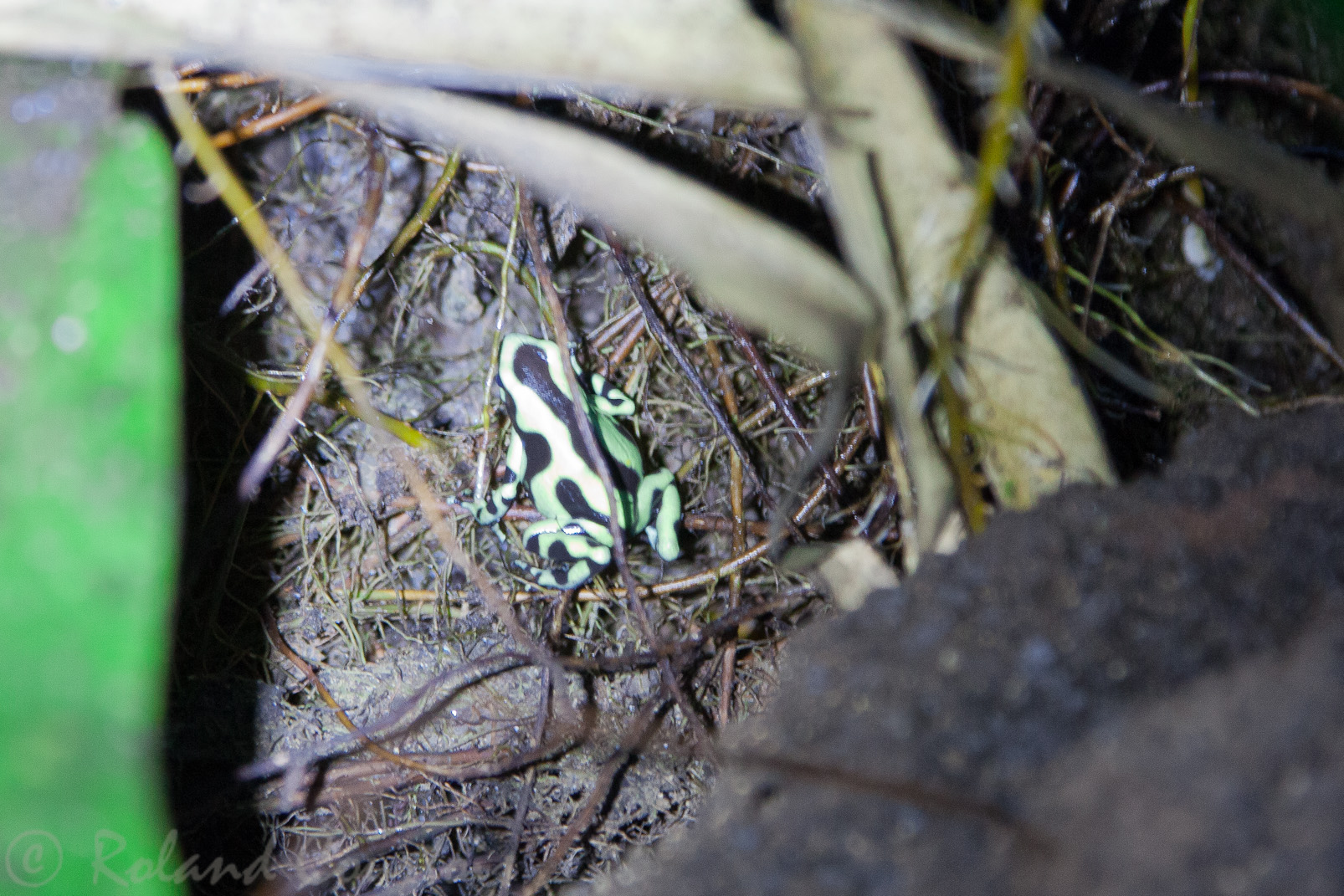 A côté du Mawamba Lodge,  une petite grenouille dendrobate verte.