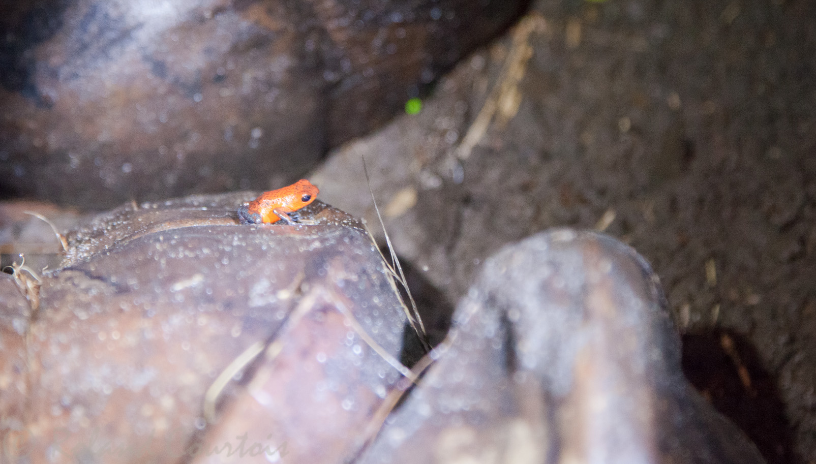 A côté du Mawamba Lodge,  petite grenouille dendrobate rouge "Blue jeans" - 2,5 cm