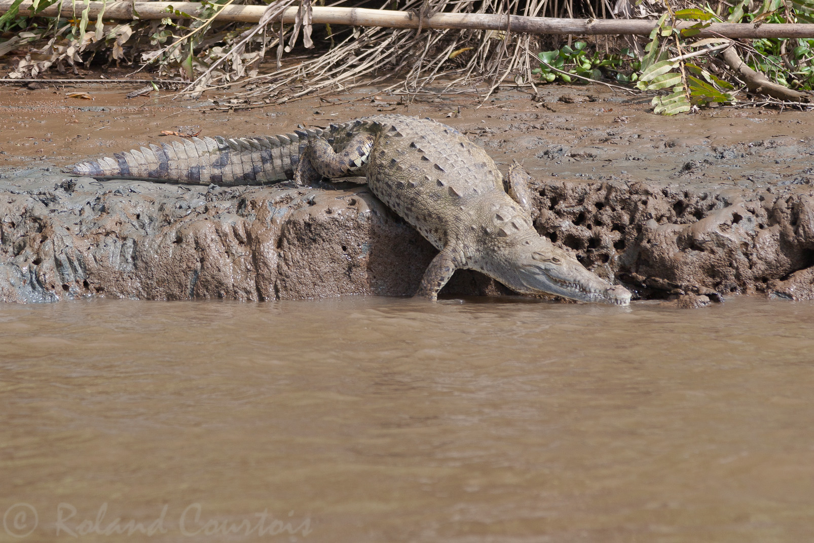 Crocodile d'Amérique au bord de la rivière Sierpe.