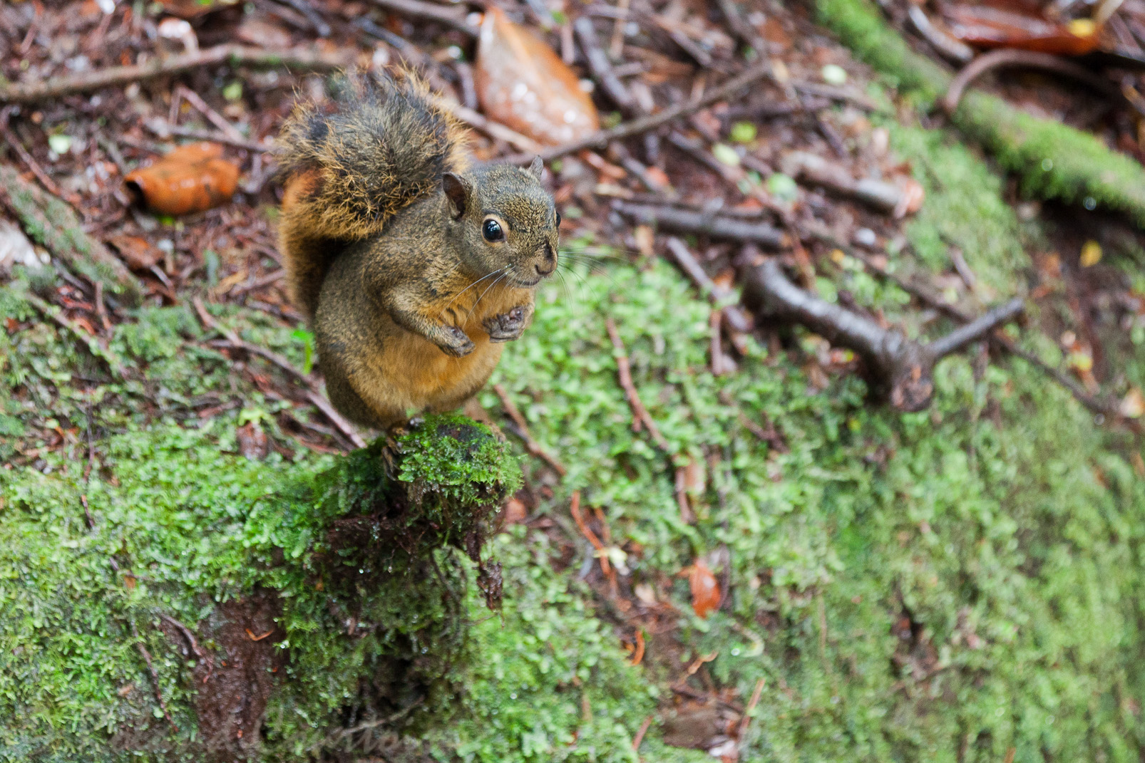 Un écureuil sur le sentier du volcan Poas.