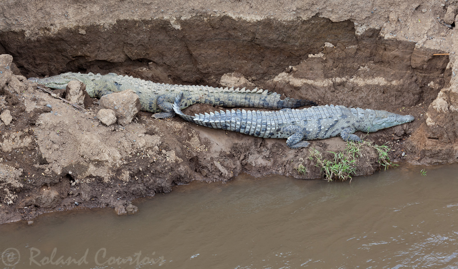 Crocodiles d'Amérique sur le Rio Tarcoles.