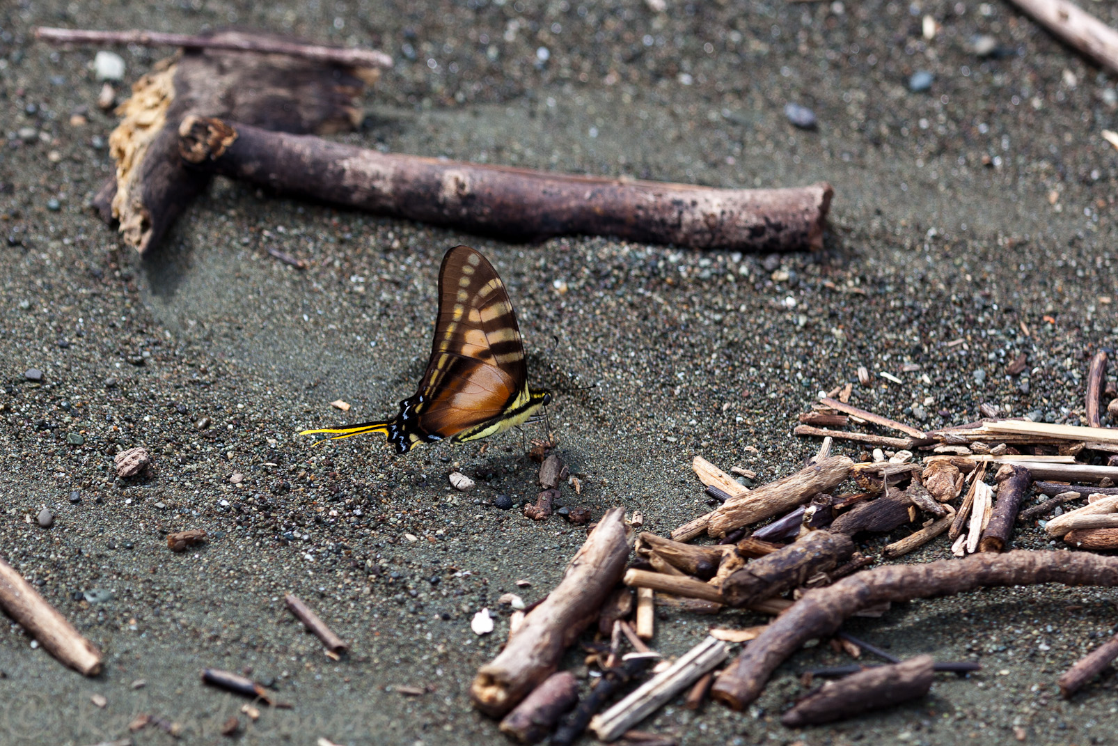 Papillon sur une plage du Corcovado
