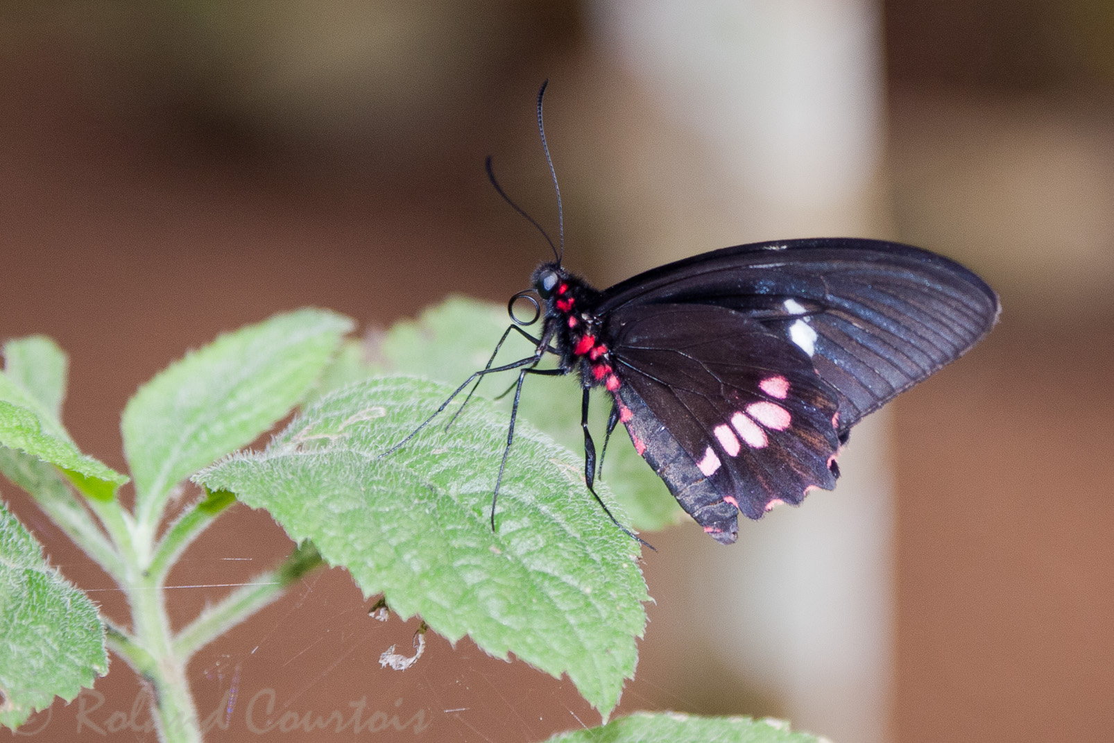 Papillon écarlate