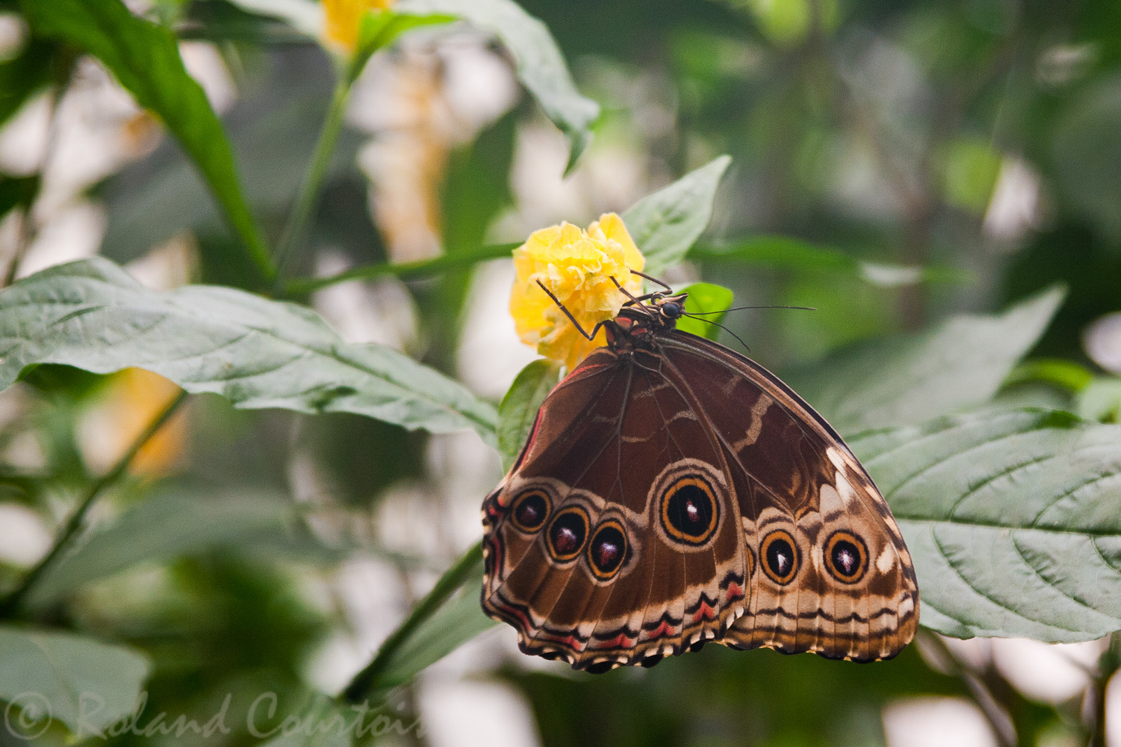 Papillon Morpho bleu.