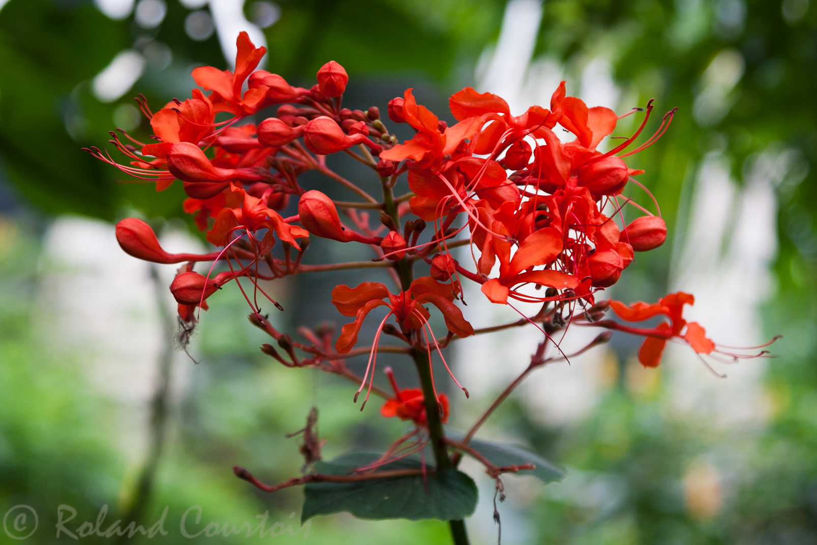 Fleur vue à Monteverde.