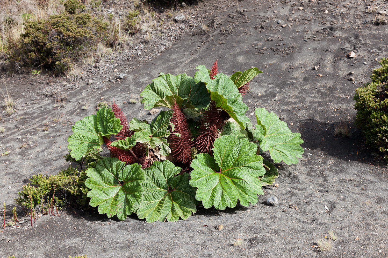Sur le volcan Irazu (3432 m.), cette plante est nommée "parapluie du pauvre".