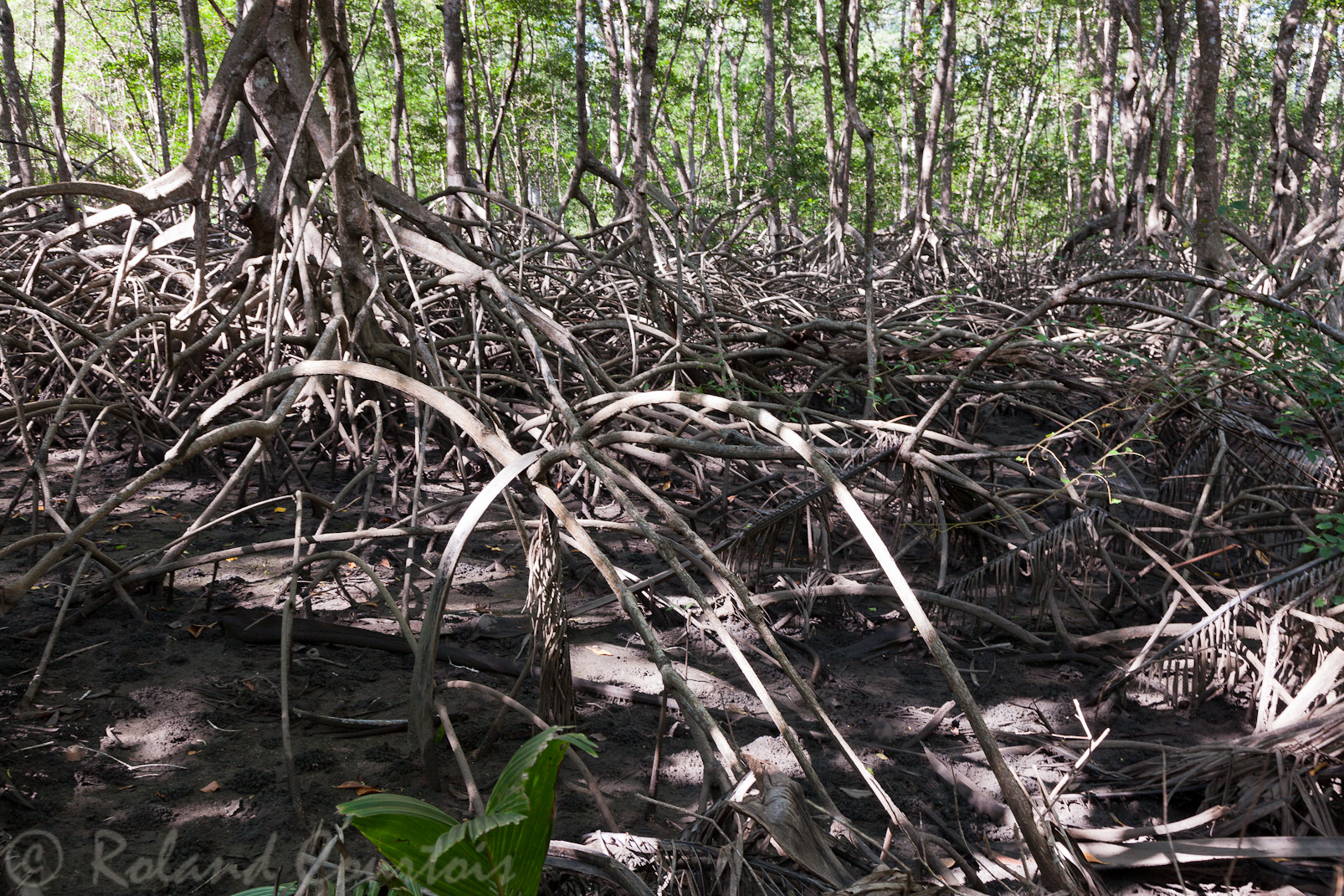 Parc de Curu: mangrove
