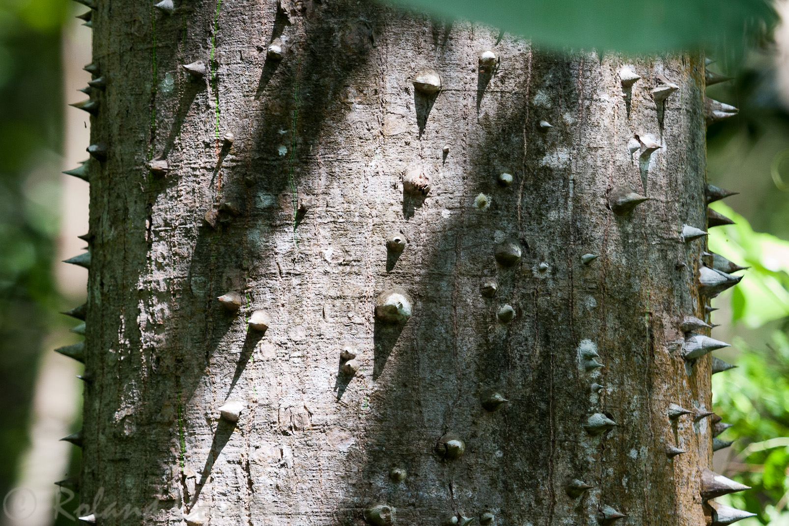 Etonnant tronc d'un "Pochote ou cèdre épineux"