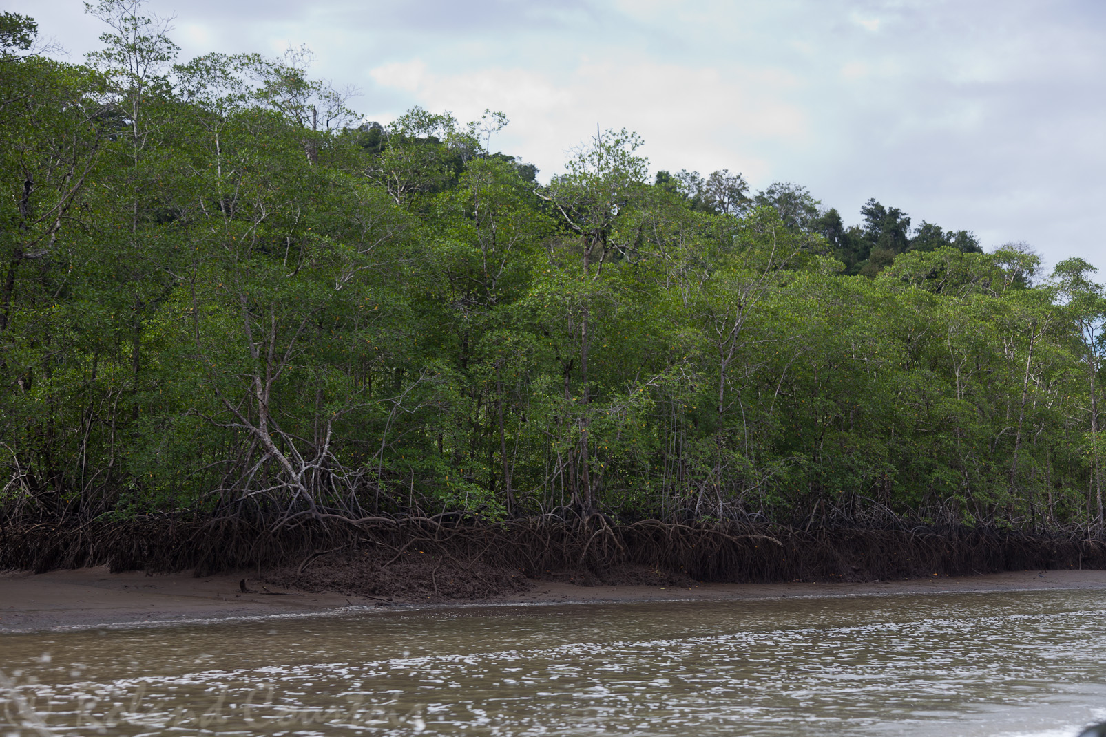 Rivière Sierpe et la mangrove.