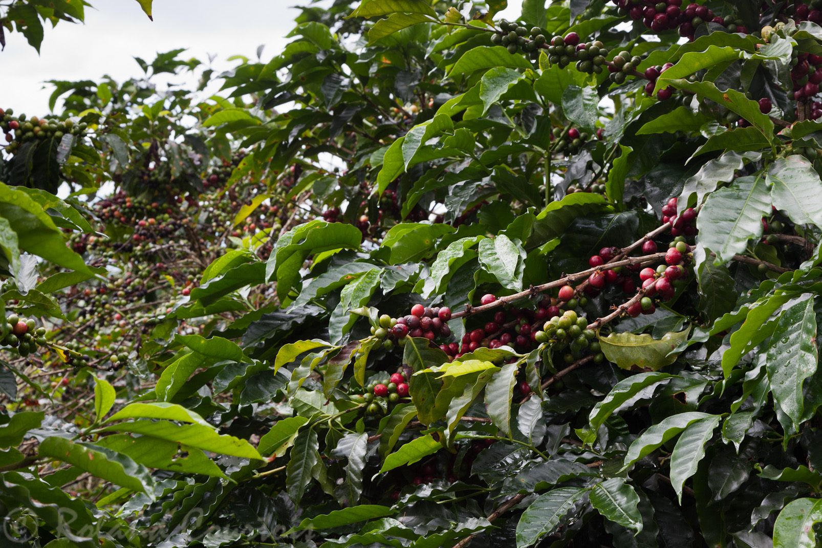 Sur la route du Volcan Poas, des plantations de caféiers.
