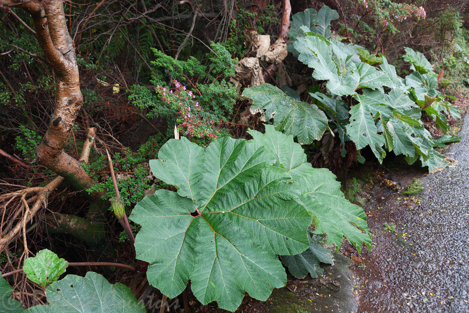 Sur le sentier du volcan Poas.