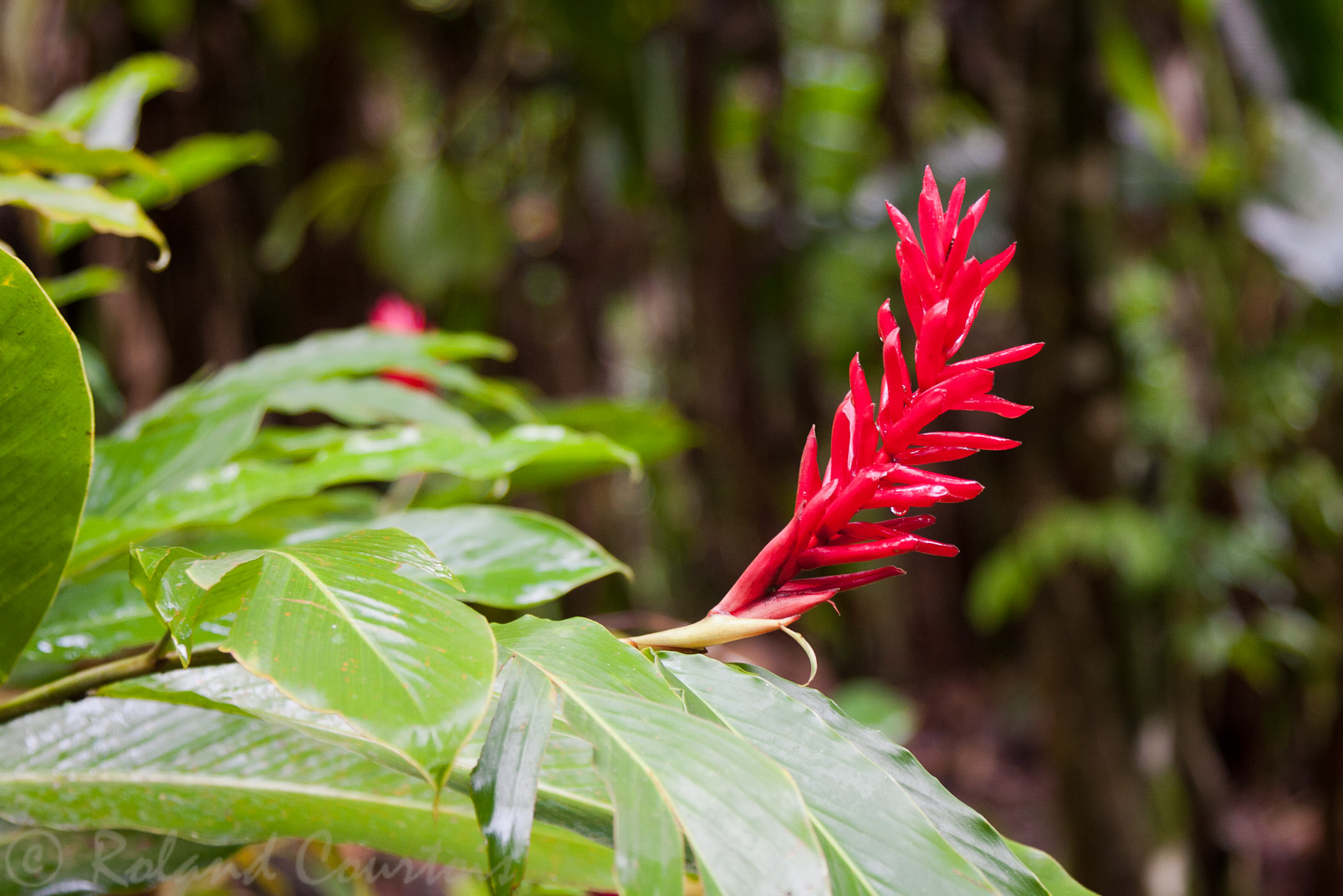 Heliconia, aux environs du volcan Arenal.