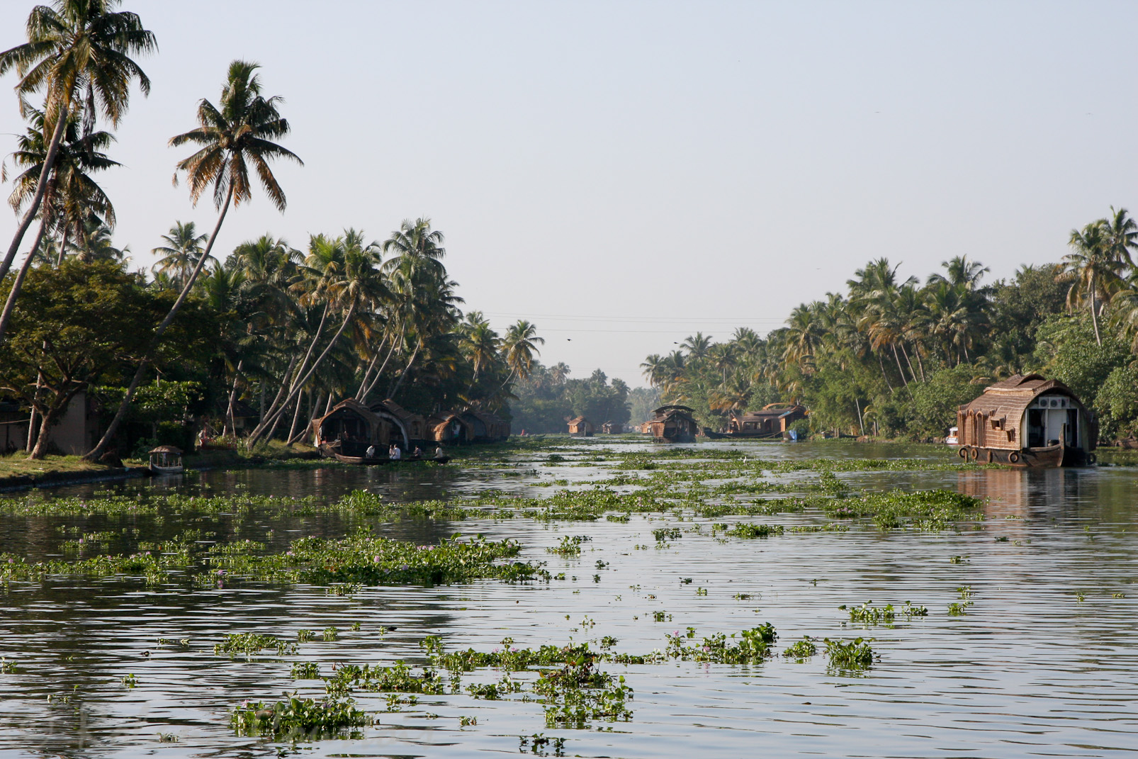 Backwaters: jacinthes d'eau polluant les canaux.