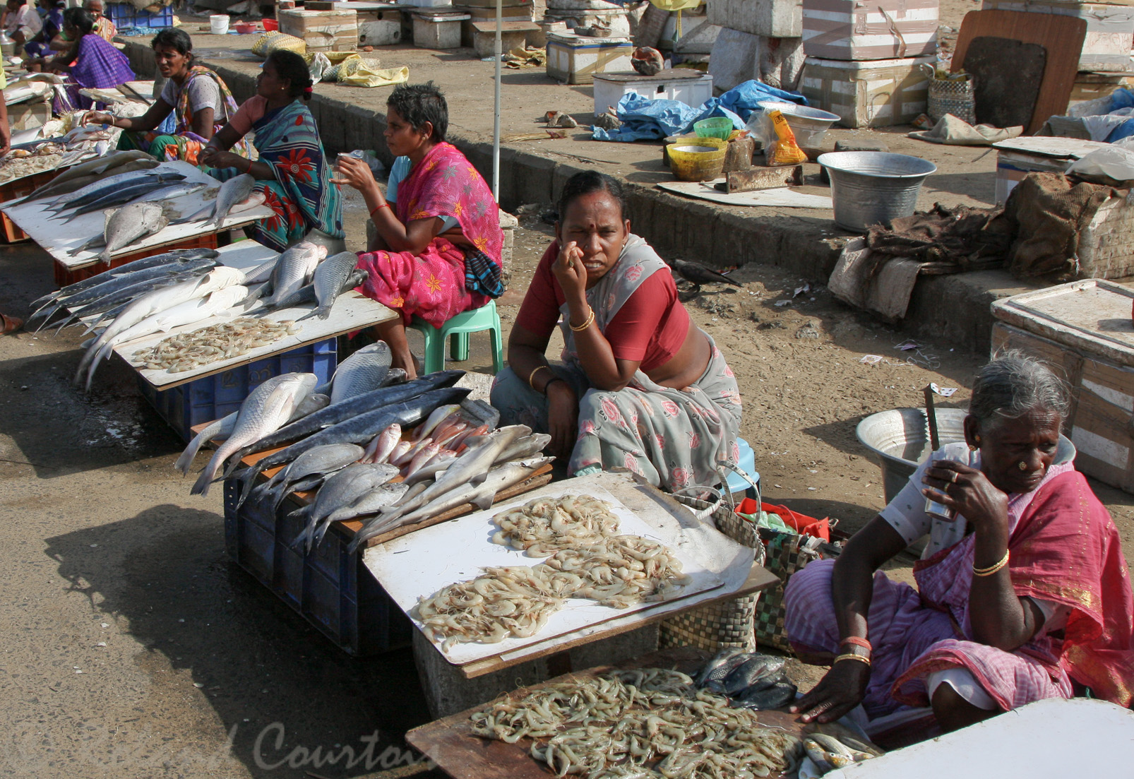 Madras, marchandes de poissons.