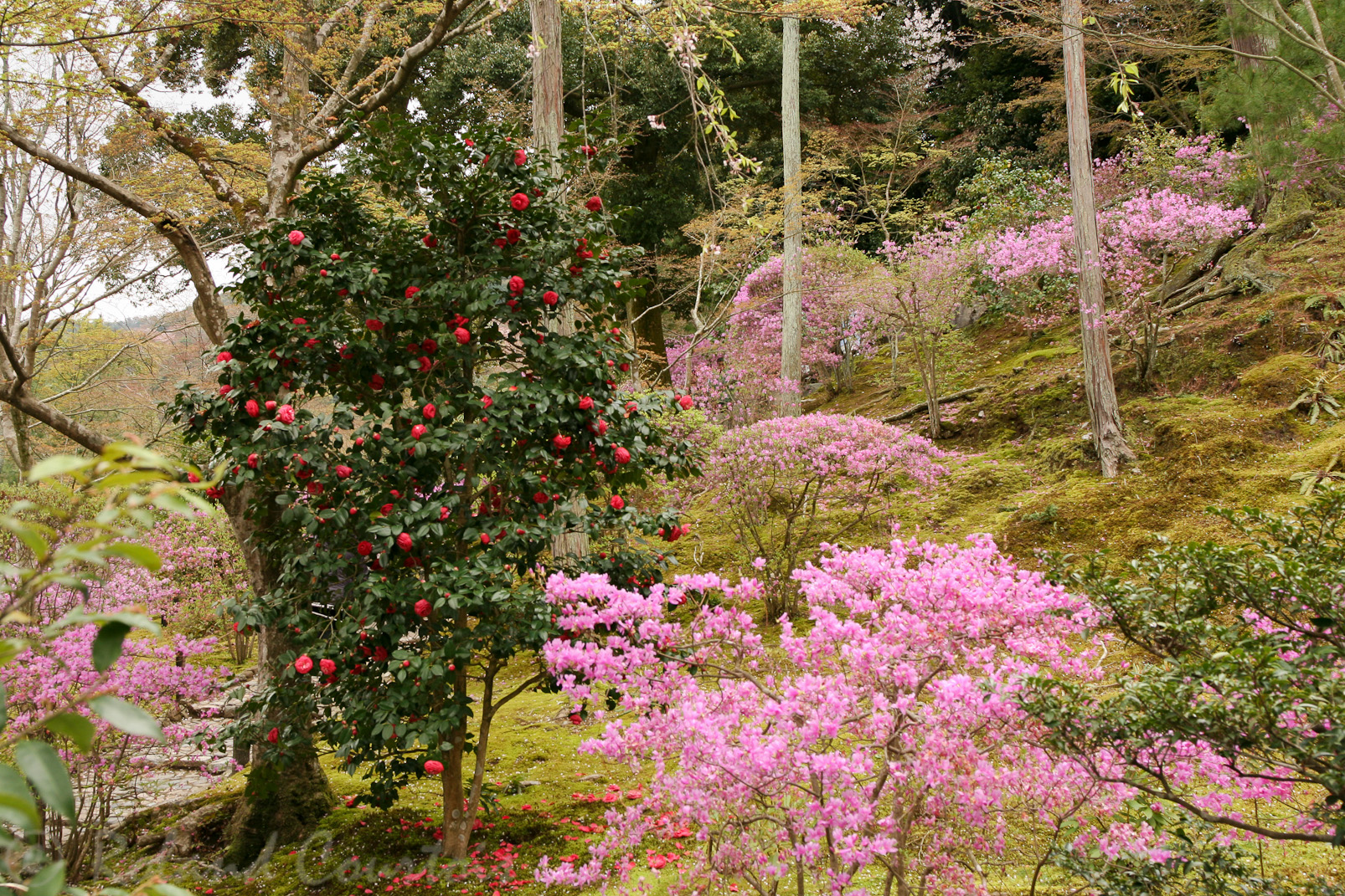 Jardin du temple zen Tenryu-ji au printemps.