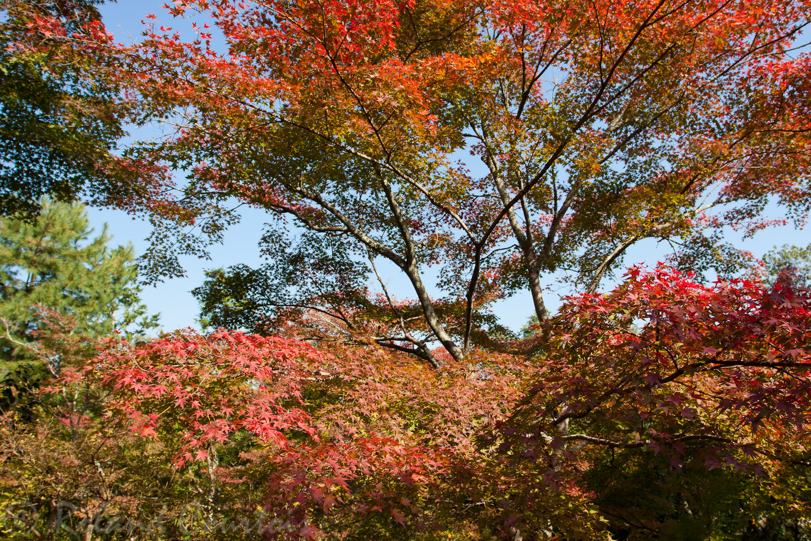 Jardin du temple zen Tenryu-ji à l'automne.