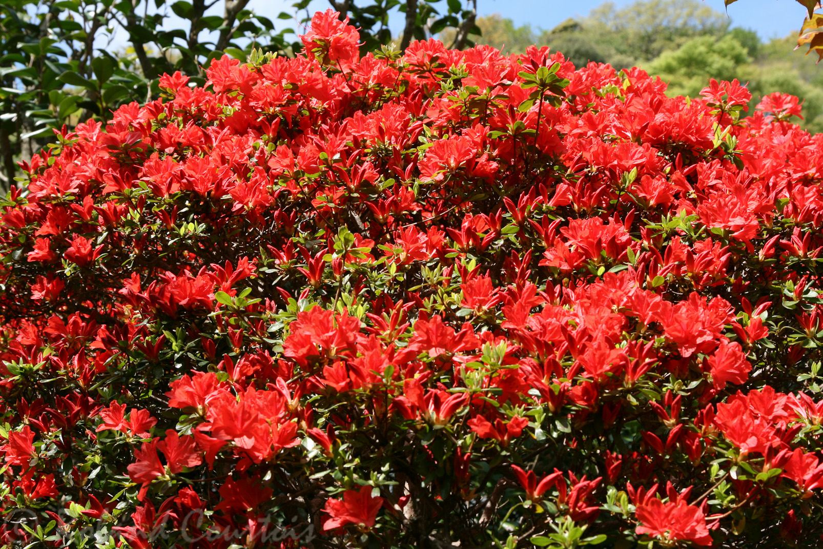 Azalées dans le jardin du Kencho-ji.