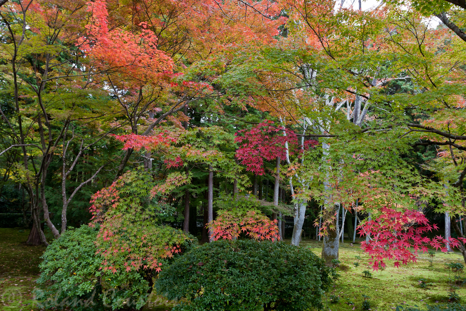 Jardin du temple des mousses, Saiho-ji.