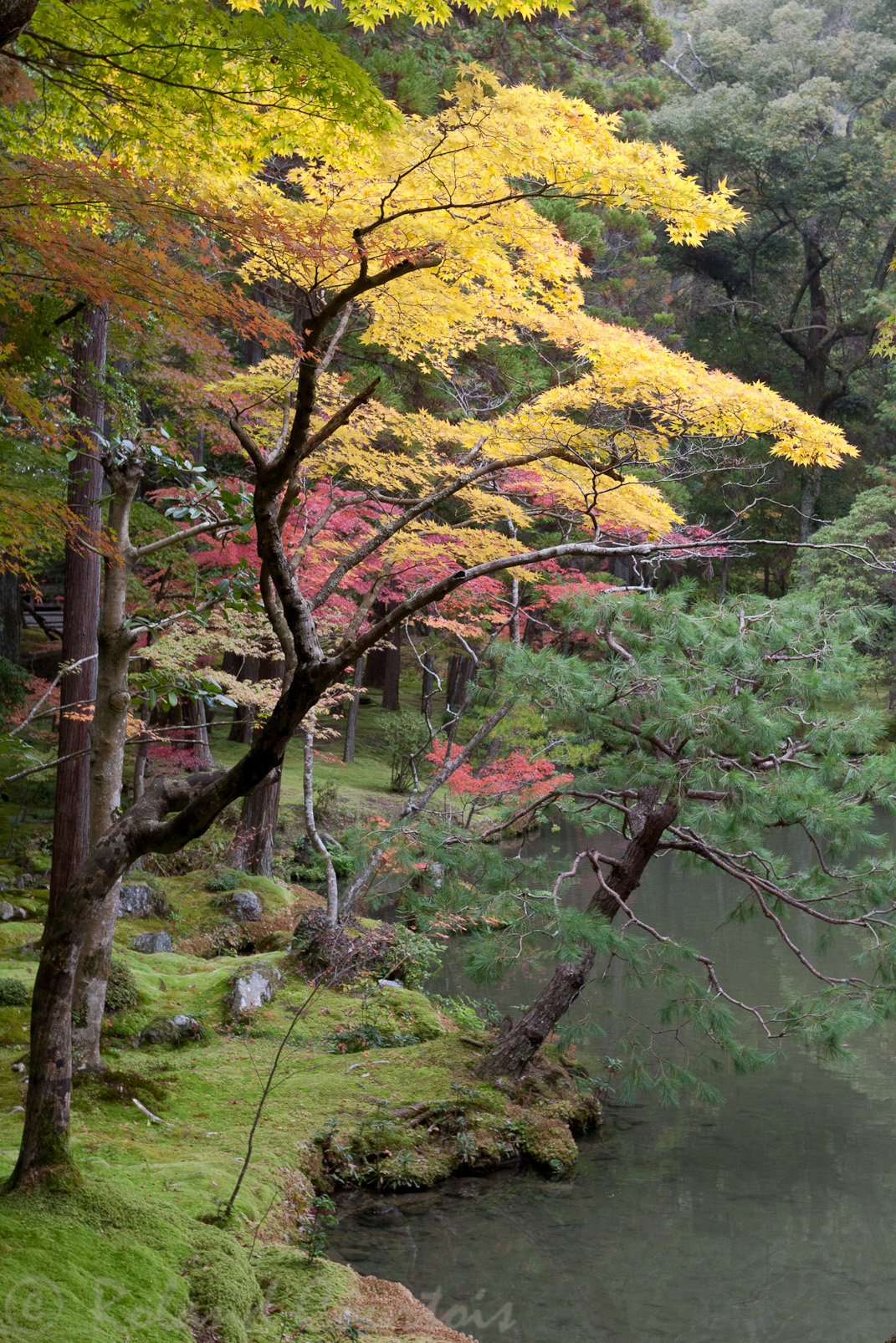 Jardin du temple des mousses, Saiho-ji.