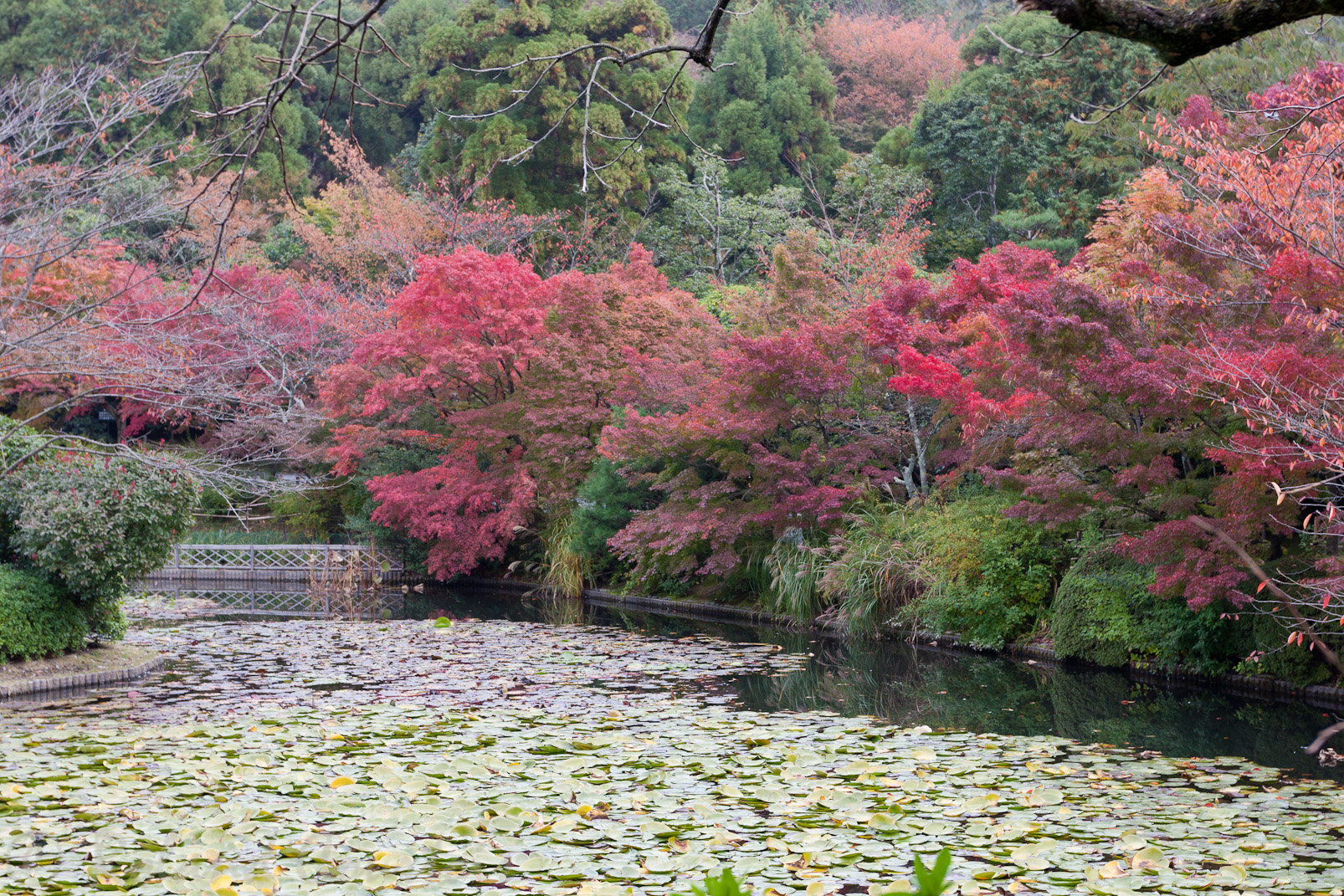 Jardin Ryoan-in