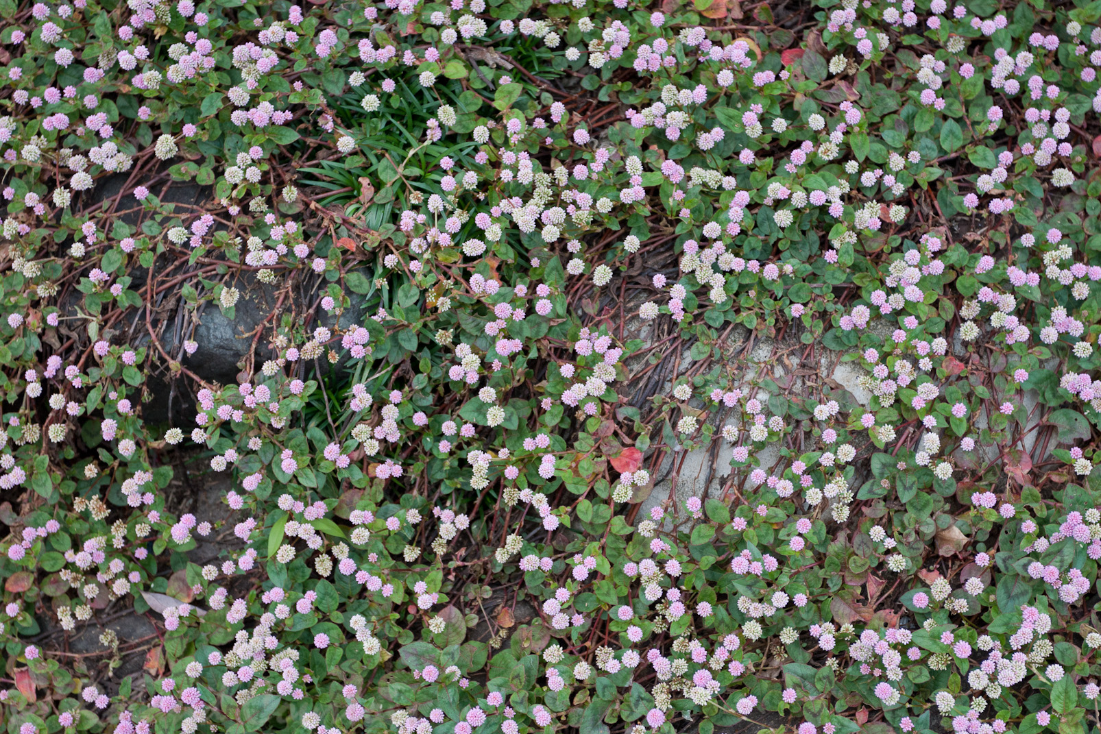 Jardin Shisen-dô