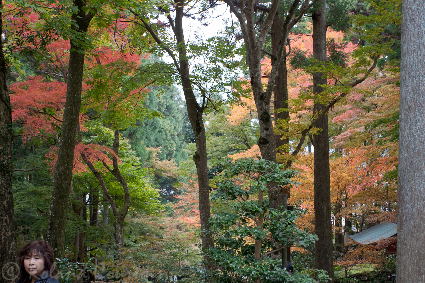 Ohara.  Jardin du Sanzen-in