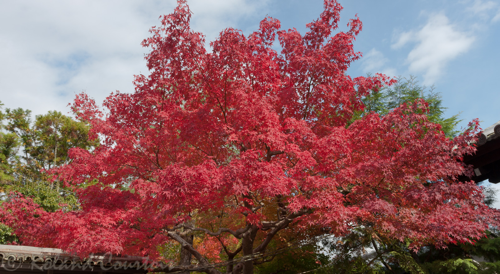 Jardin zen Konchi-in