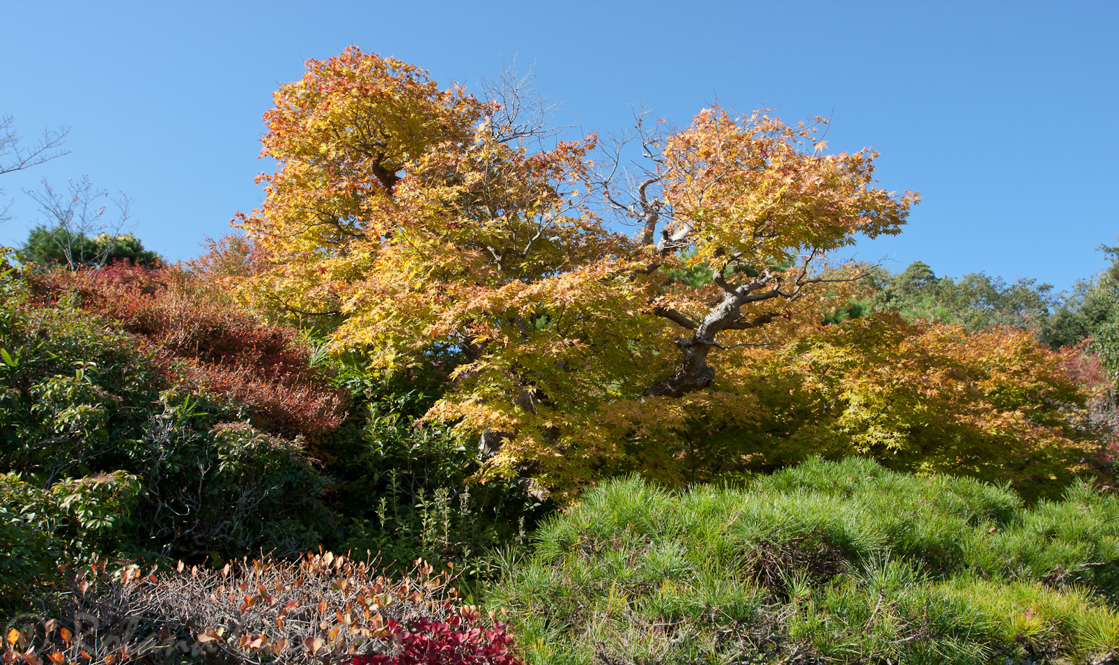 Sur les hauteurs de Kyoto, cette villa a été construite par un célèbre acteur de cinéma, Ohkohshi Denjiro. Elle est entourée d'un ravissant jardin zen.