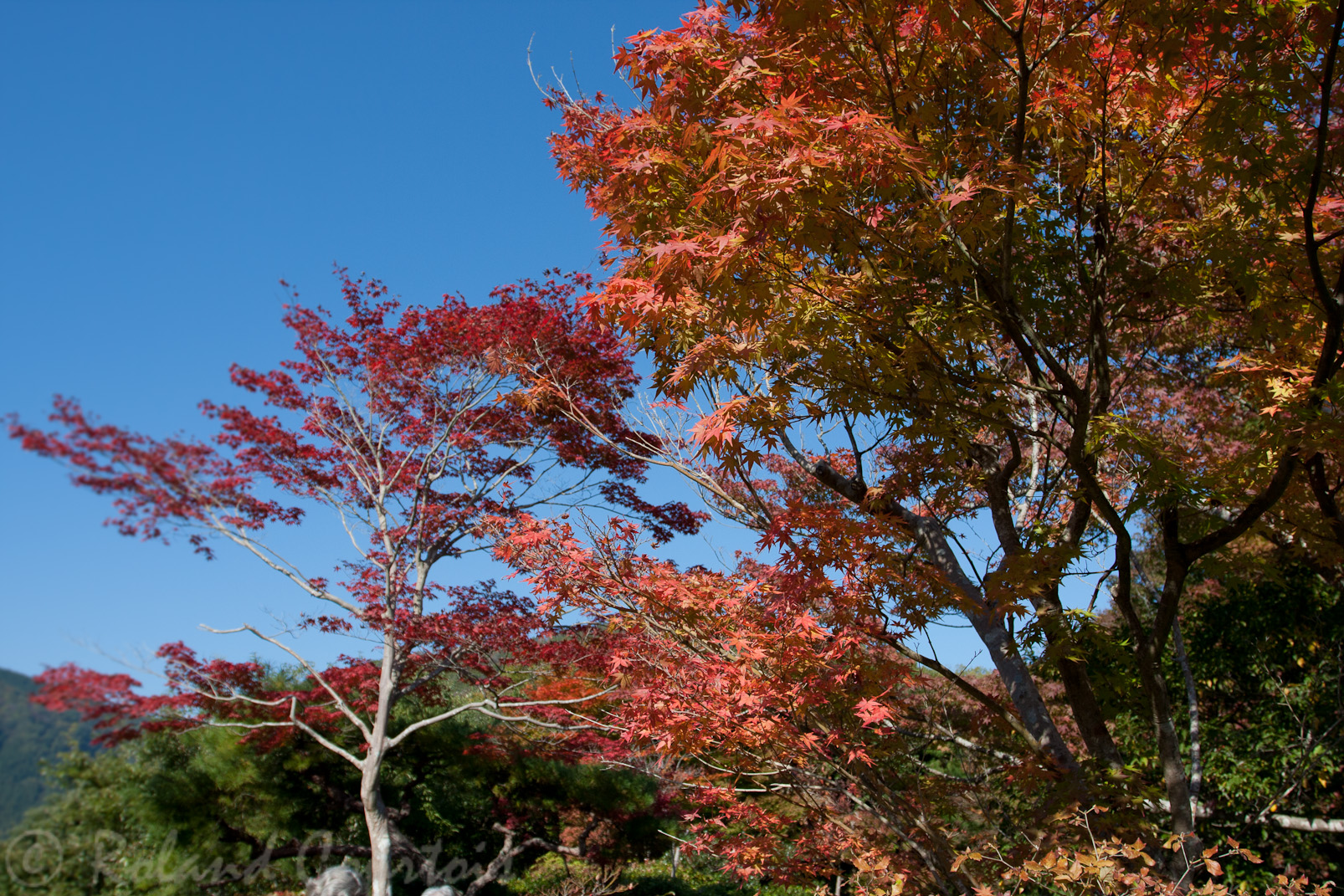 Sur les hauteurs de Kyoto, cette villa est entourée d'un très beau jardin. Une féérie automnale.