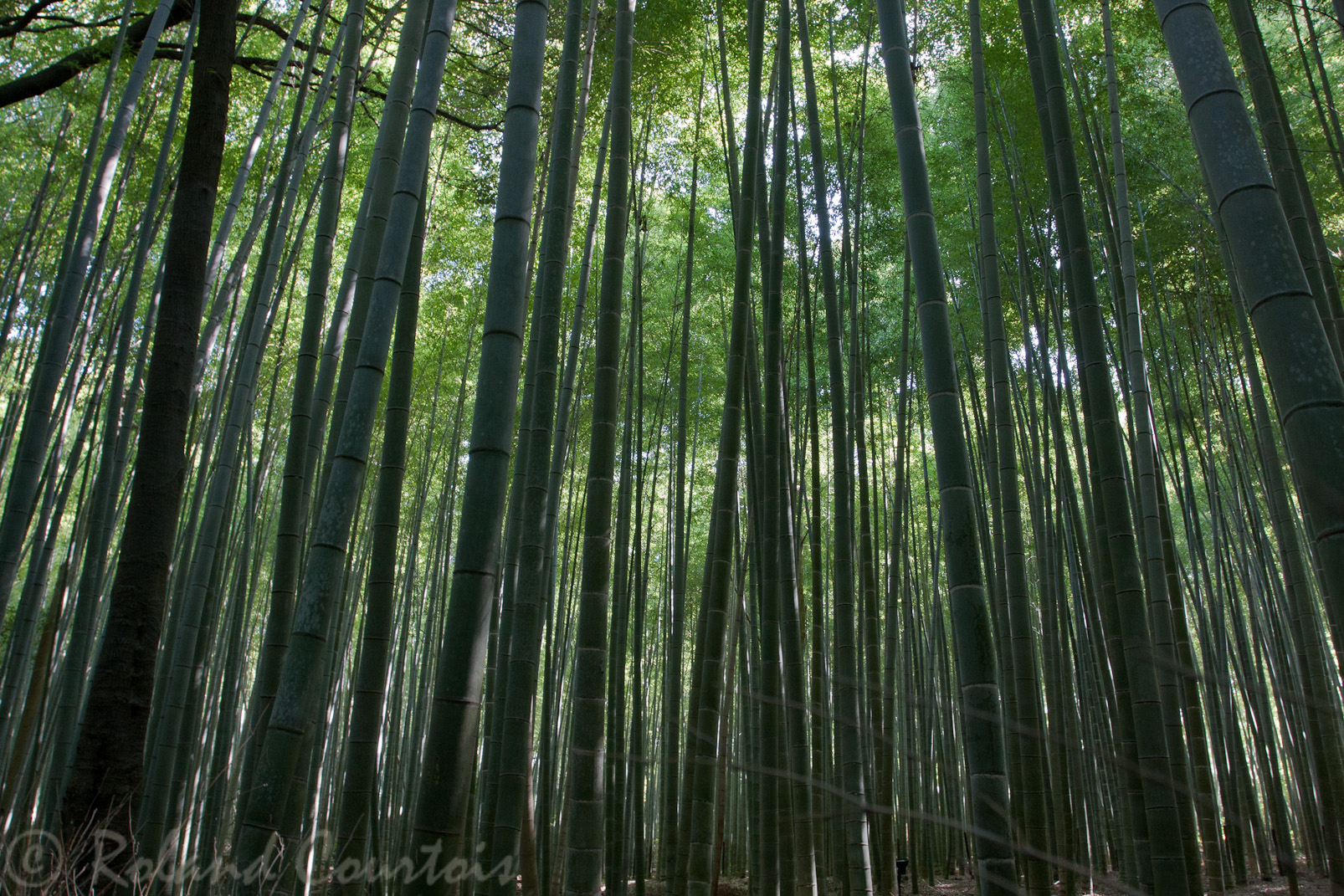 Sur les hauteurs de Kyoto, Une magnifique bambouseraie.