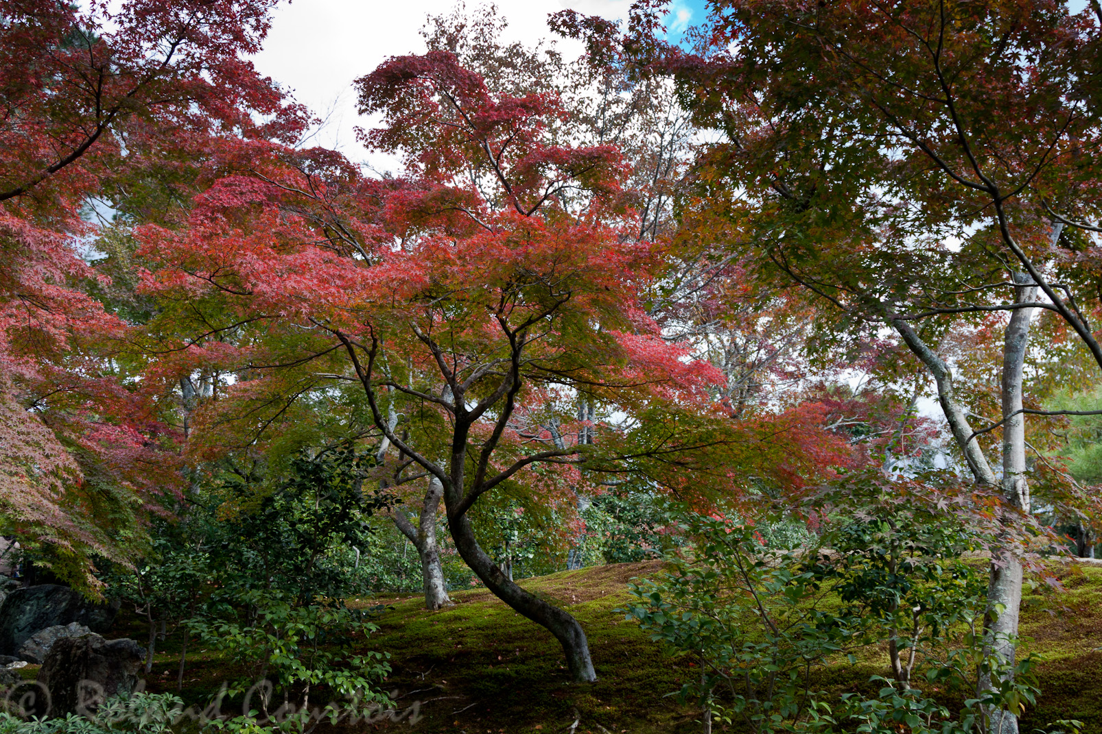 Kinkaku-ji, Pavillon d'or. dans les jardins.