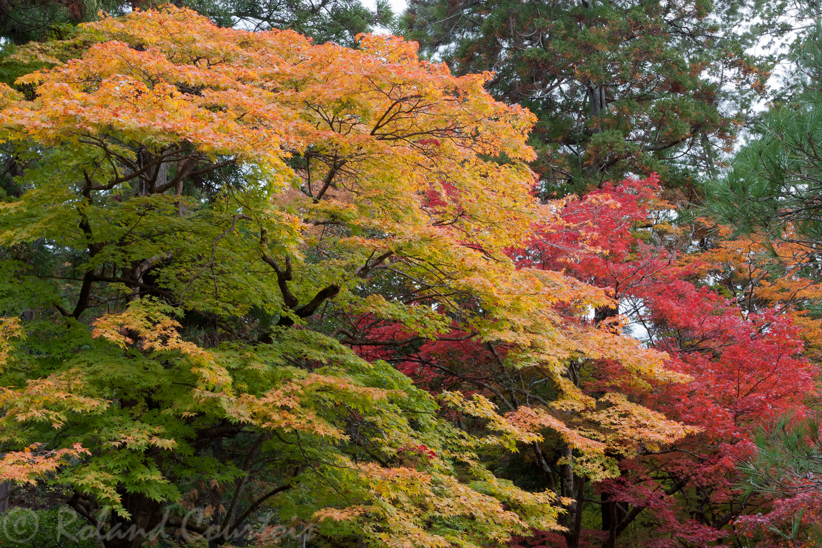 Temple Nanzen-ji, érable dans le jardin.