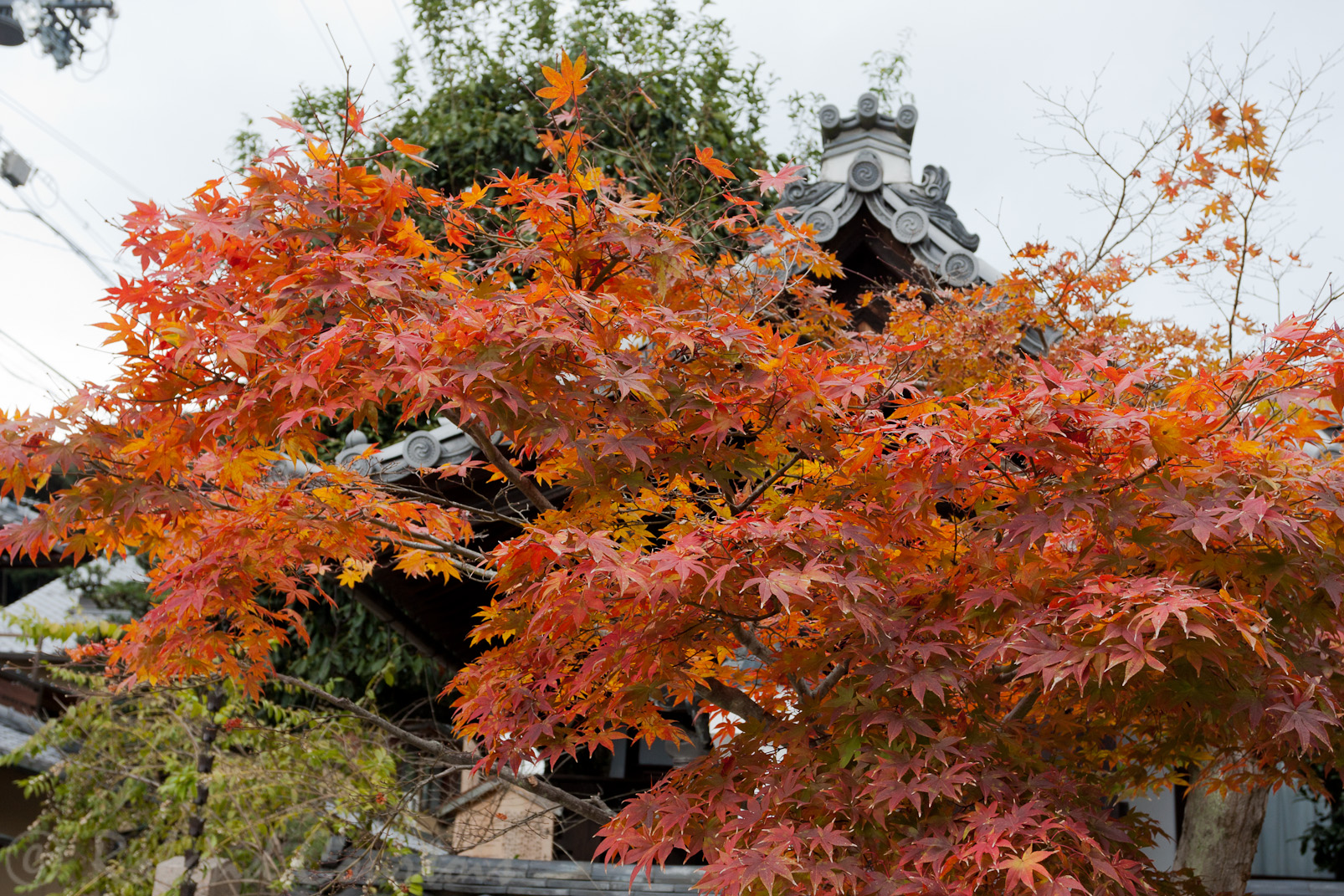 Ginkaku-ji, Pavillon d'argent, dans les jardins