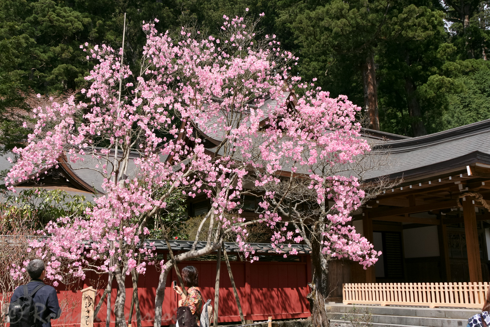 Magnifique cerisier au Tosho-gu.
