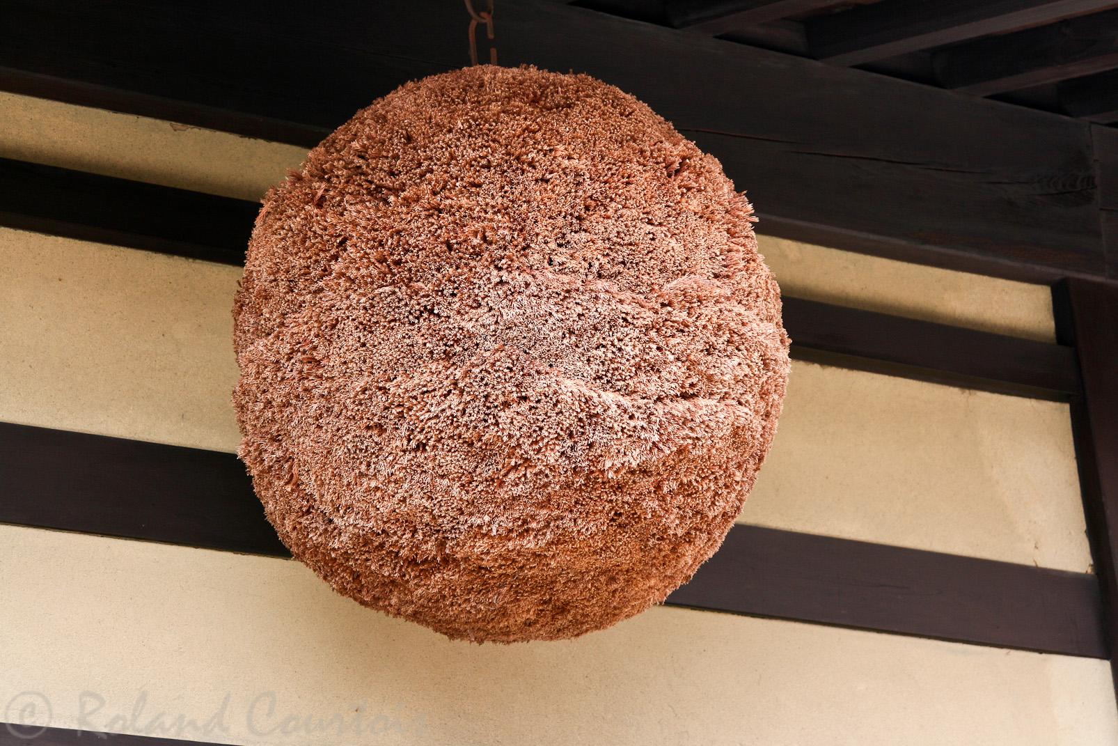 Sugidama, boule formée d'aiguilles de cèdre japonais. Symbôle des brasseurs de saké.
