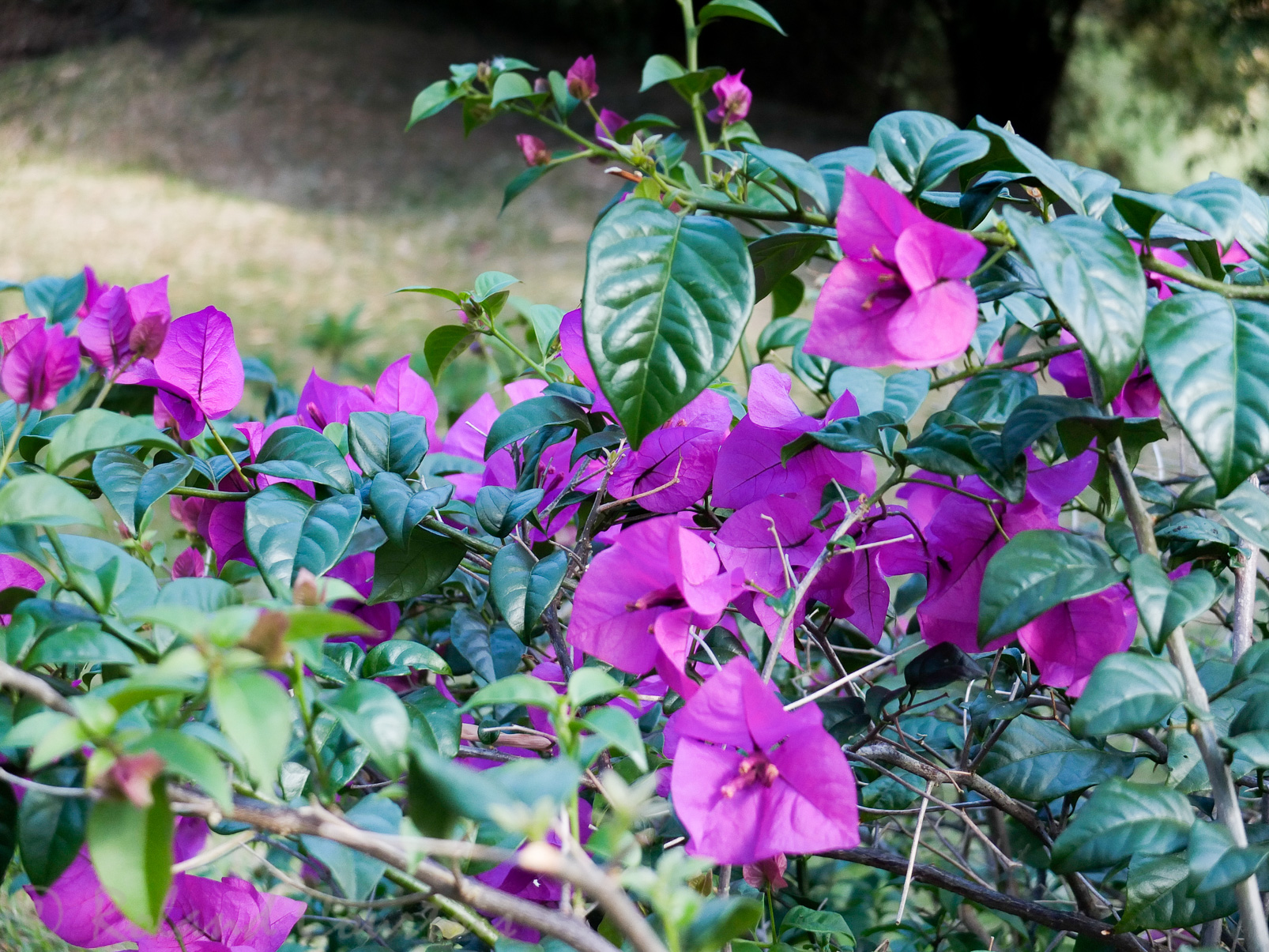 Jardin botanique de Peradeniya