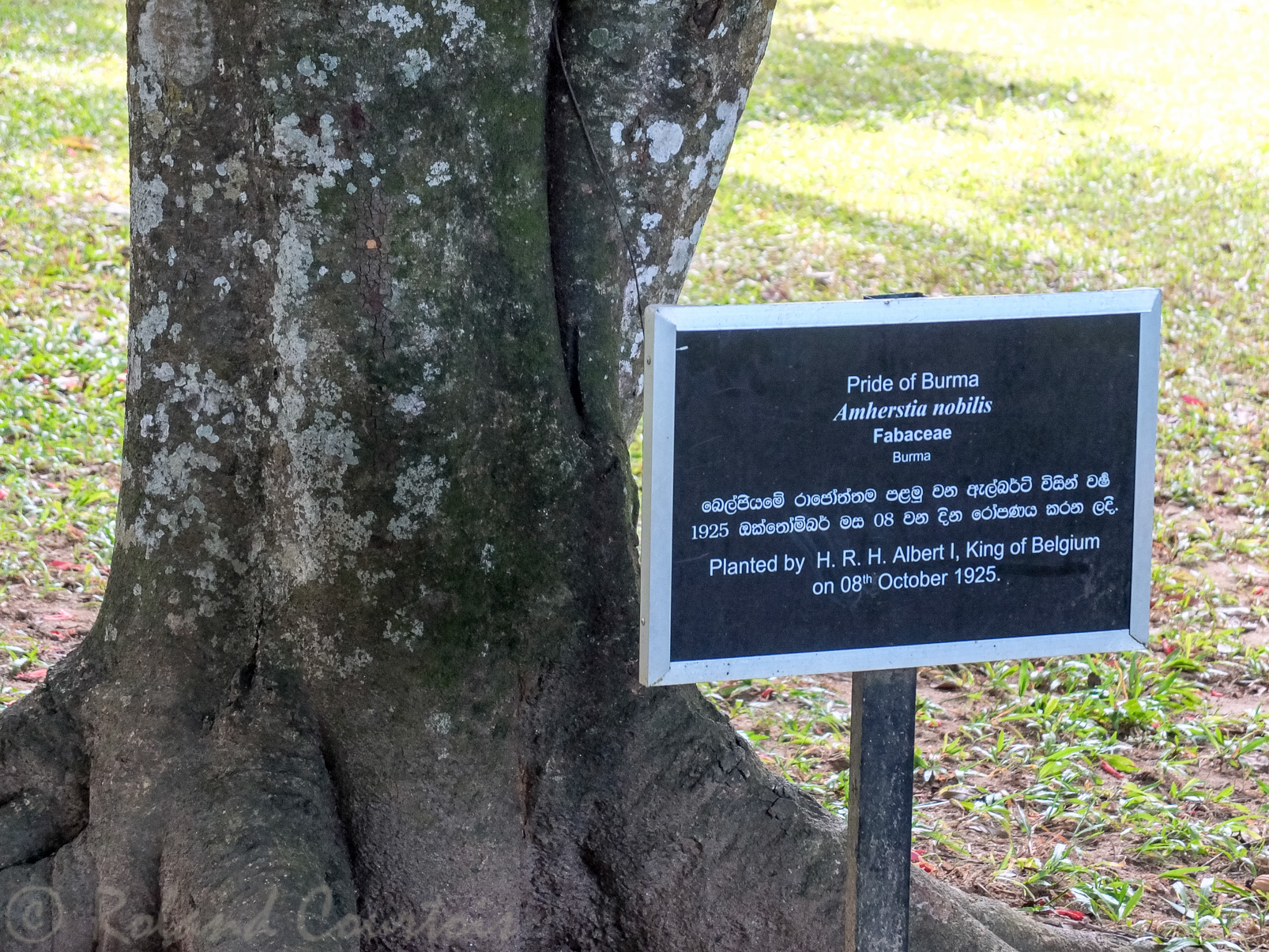 Jardin botanique de Peradeniya. De nombreux arbres ont été plantés à l’occasion de visites de personnages célèbres, comme le roi Albert 1er.