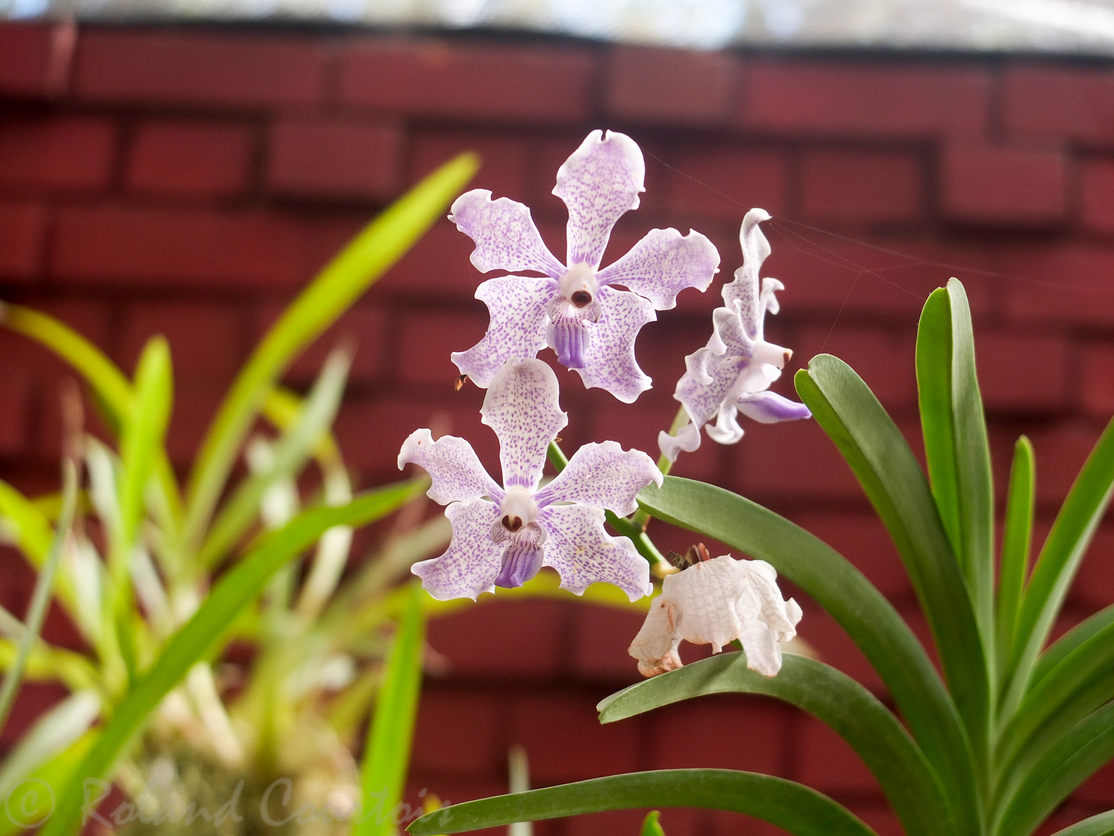 Jardin botanique de Peradeniya. Possède une extraordinaire collection d'orchidées.