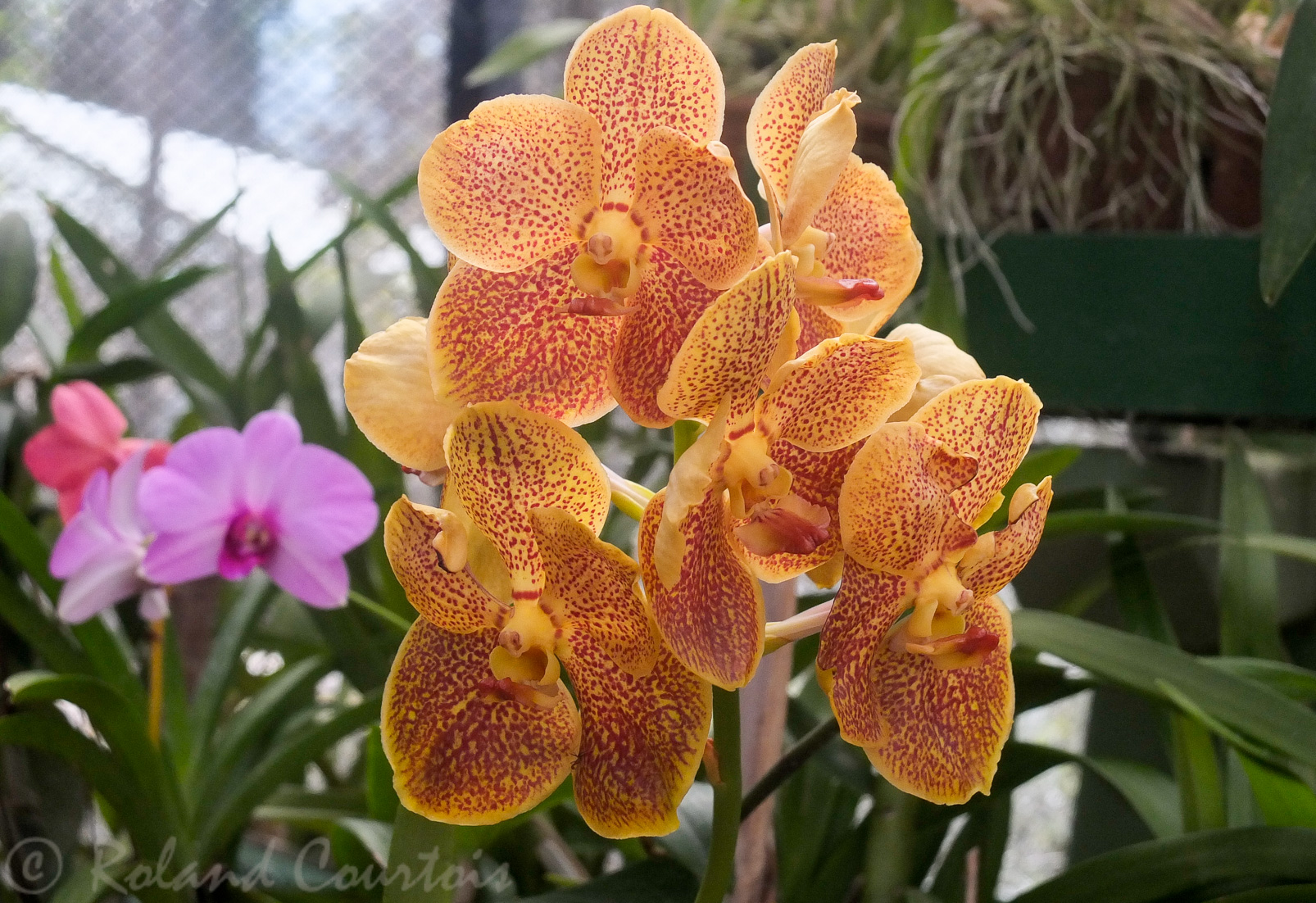 Jardin botanique de Peradeniya. Possède une extraordinaire collection d'orchidées.