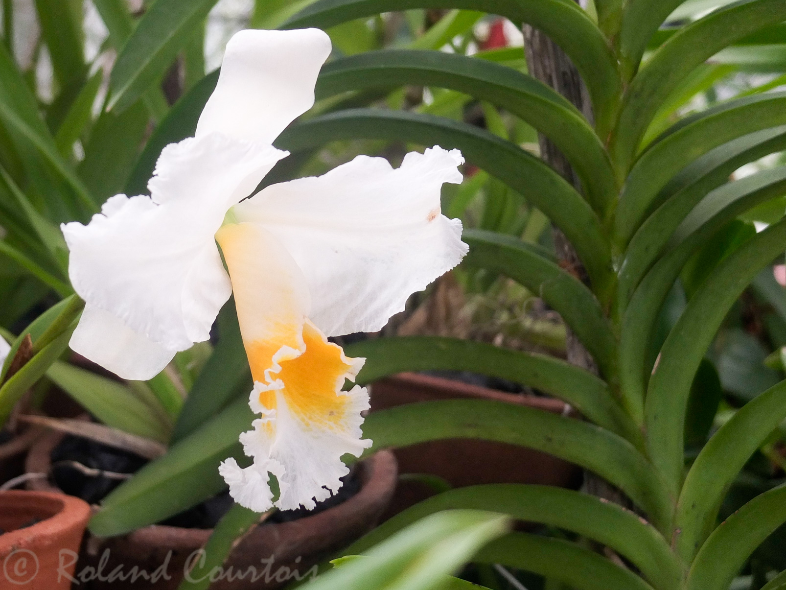 Jardin botanique de Peradeniya. Possède une extraordinaire collection d'orchidées.