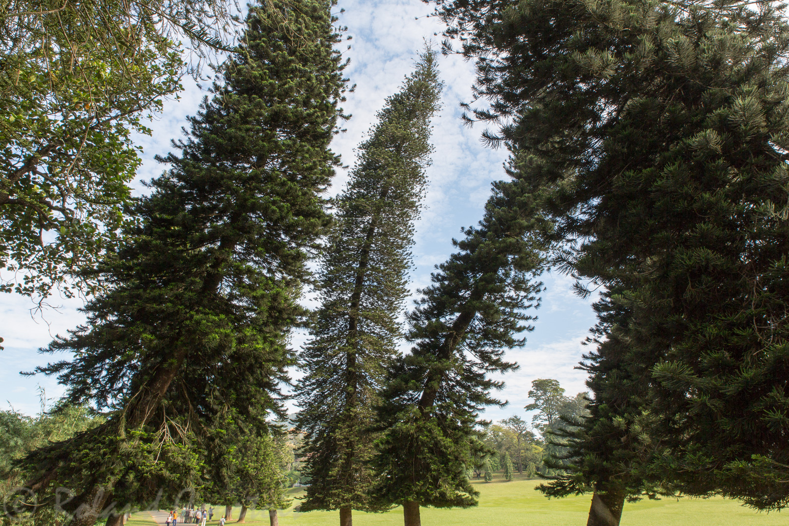 Jardin botanique de Peradeniya, Araucaria columnaris