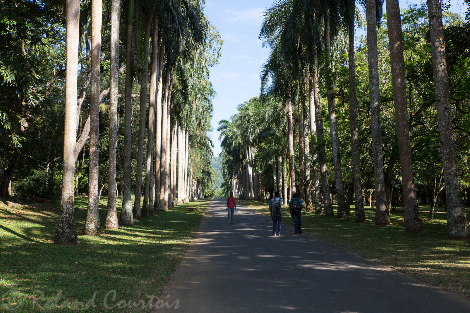 Jardin botanique de Peradeniya. Une magnifique allée de palmiers royaux plantés en 1950.