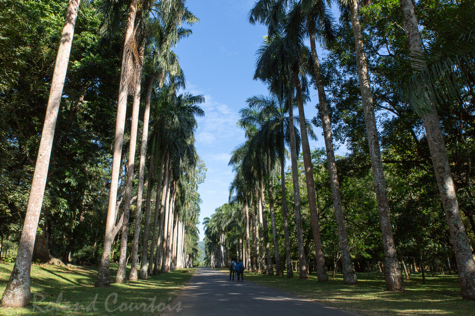 Jardin botanique de Peradeniya. Une magnifique allée de palmiers royaux plantés en 1950.